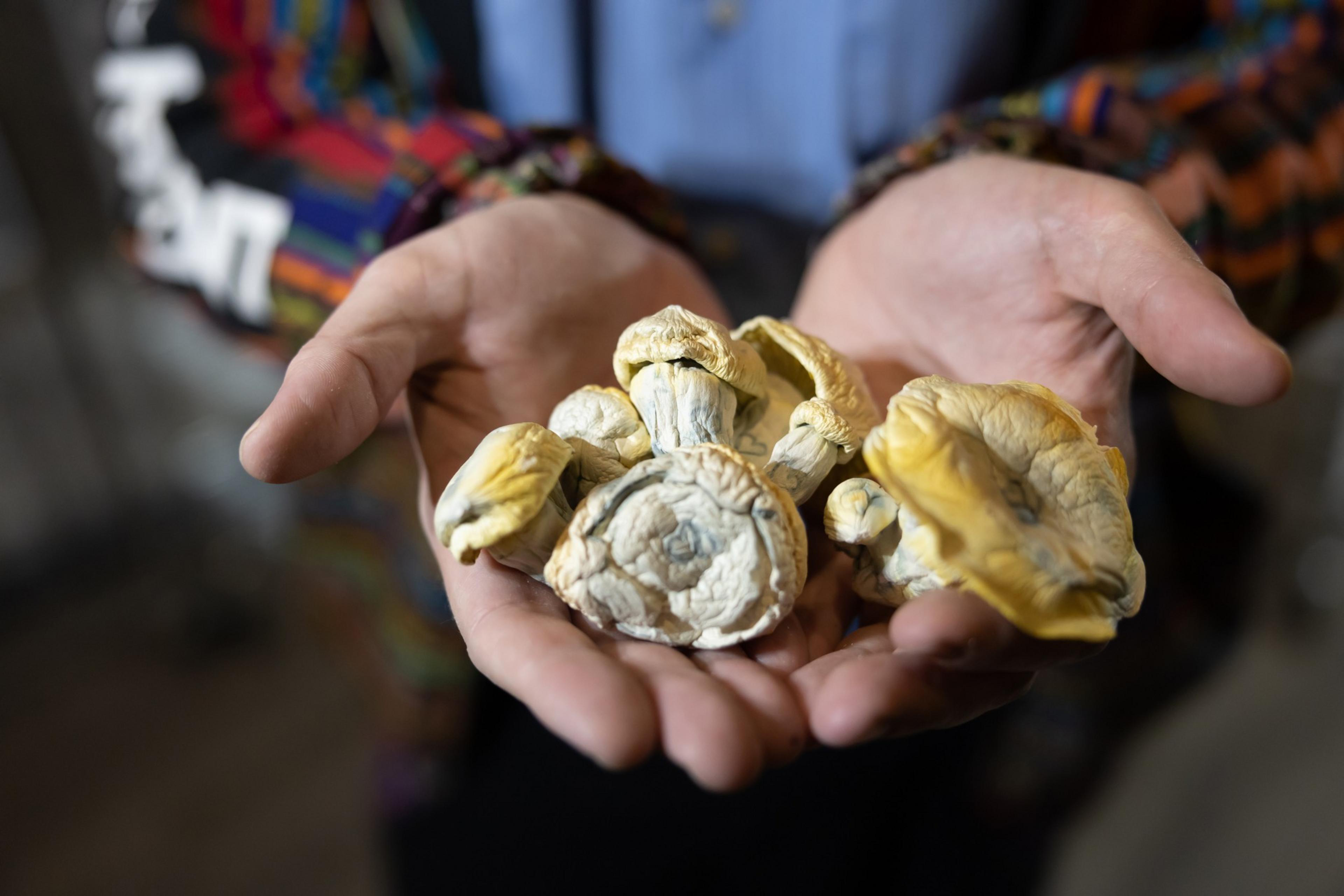 Hands hold dried magic mushrooms with a colorful blouse in the background.