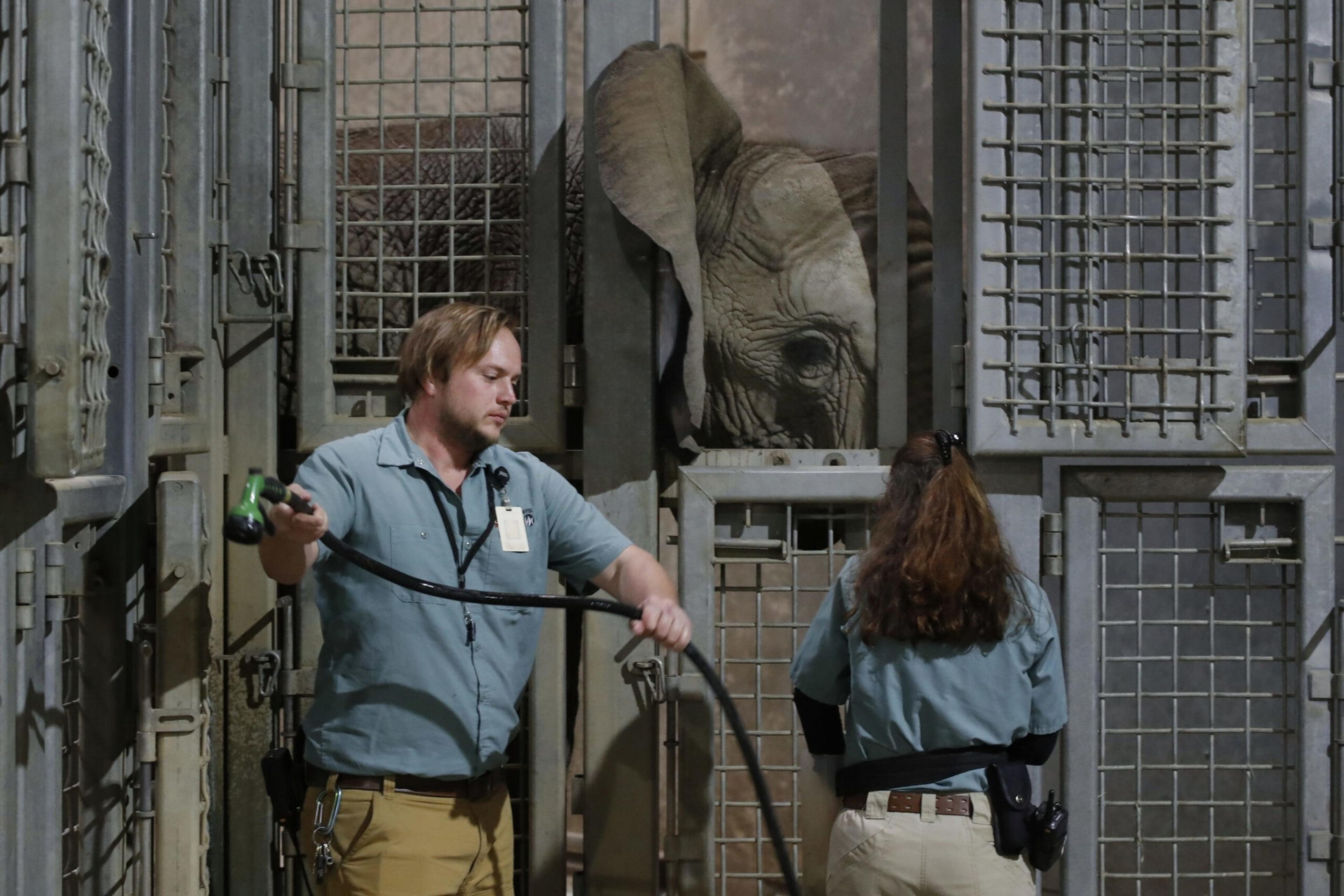 A baby elephant peers through bars while two zookeepers in blue shirts stand nearby, one holding a hose inside a secured enclosure.