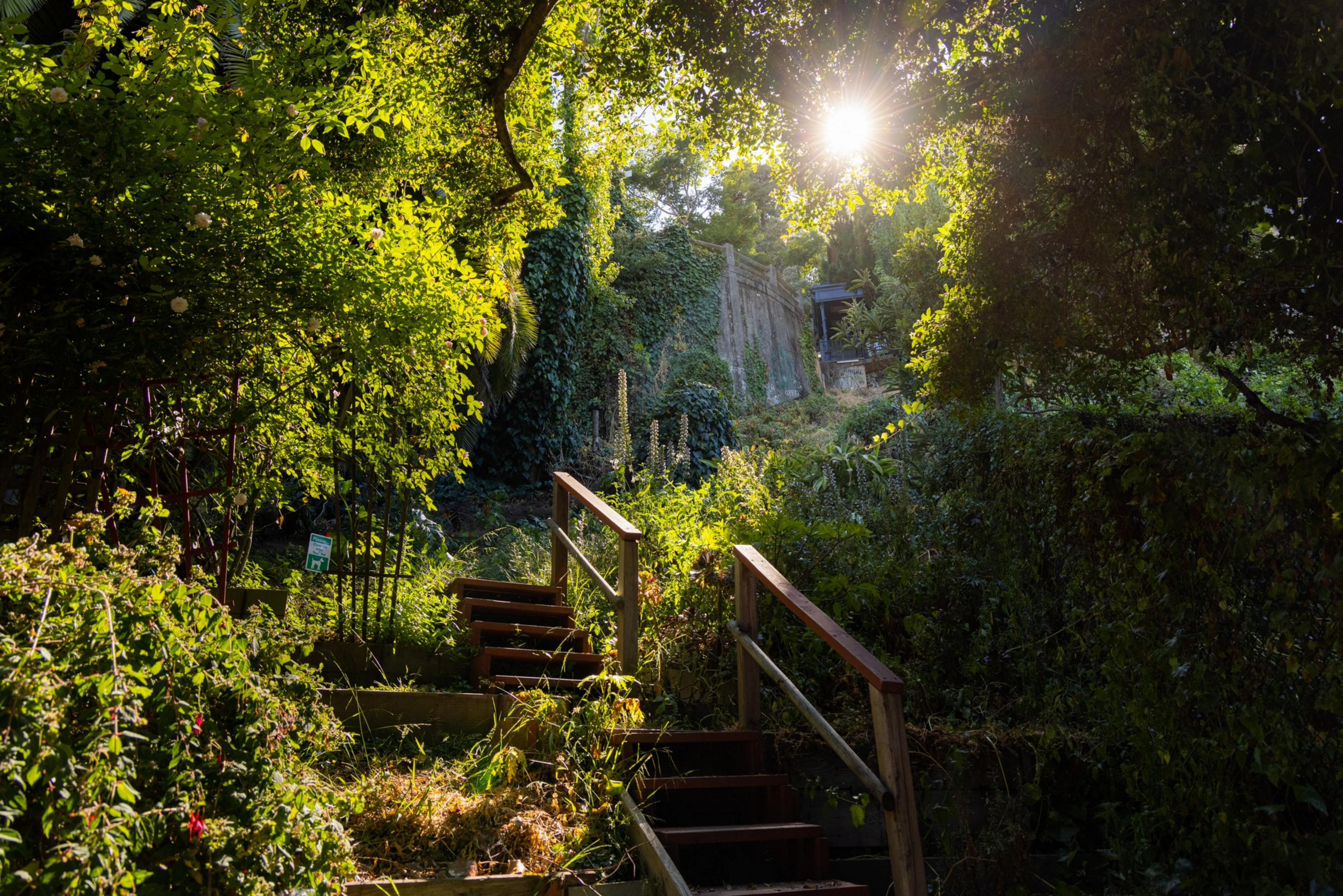 Sunlight filters through dense green foliage, illuminating a wooden staircase that ascends through a lush, overgrown garden.