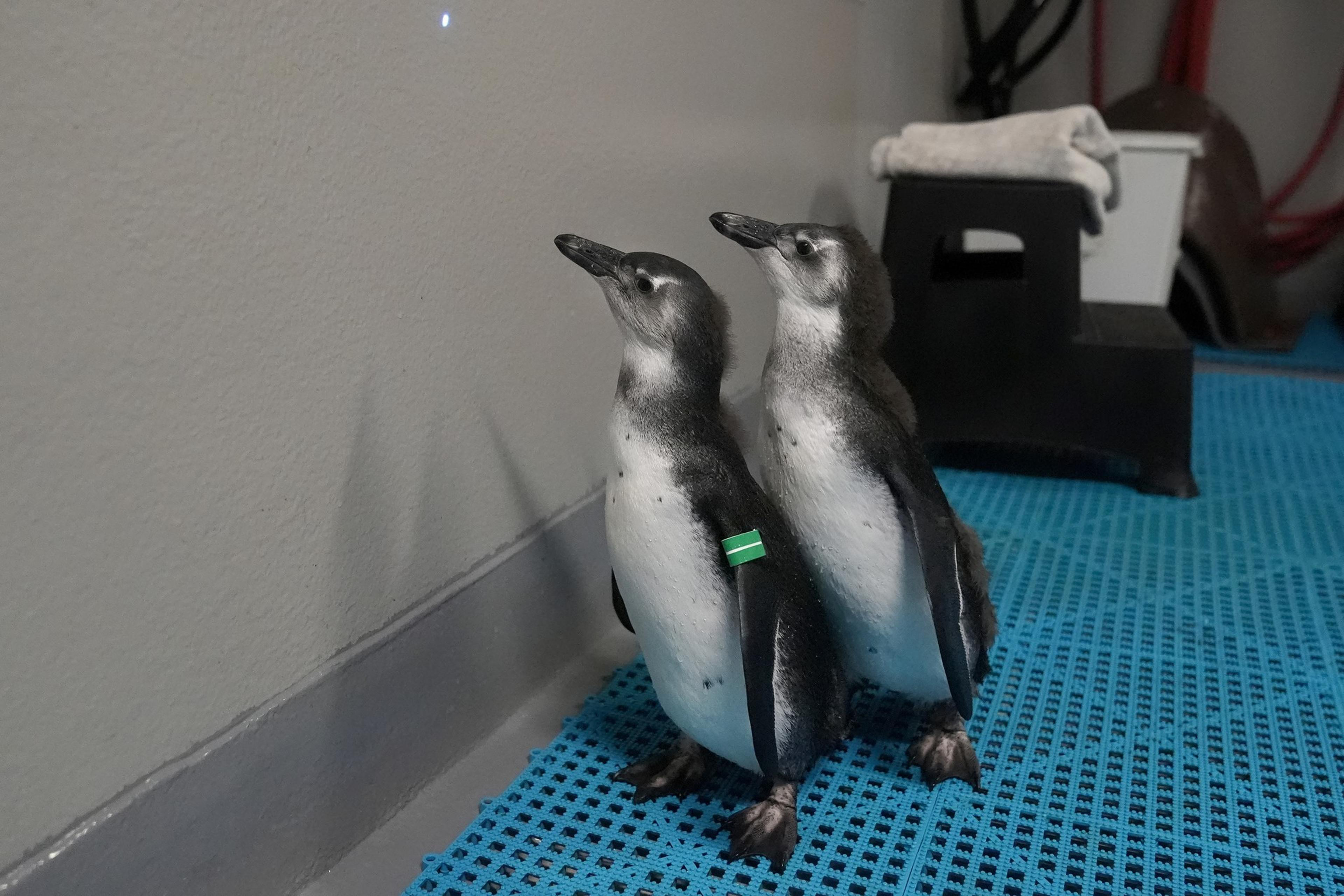 Two baby penguins