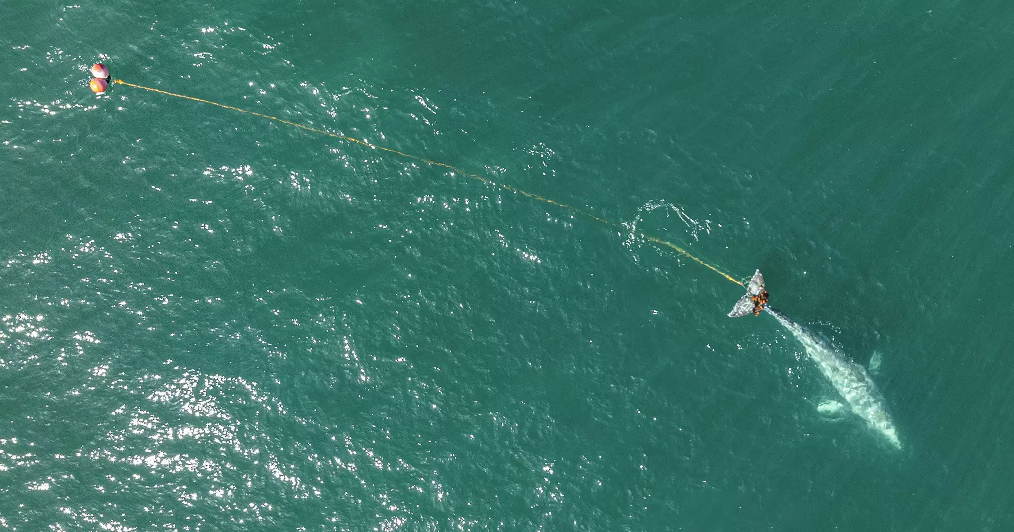 Timmy the Whale Rescue Attempt Begins Off German Coast