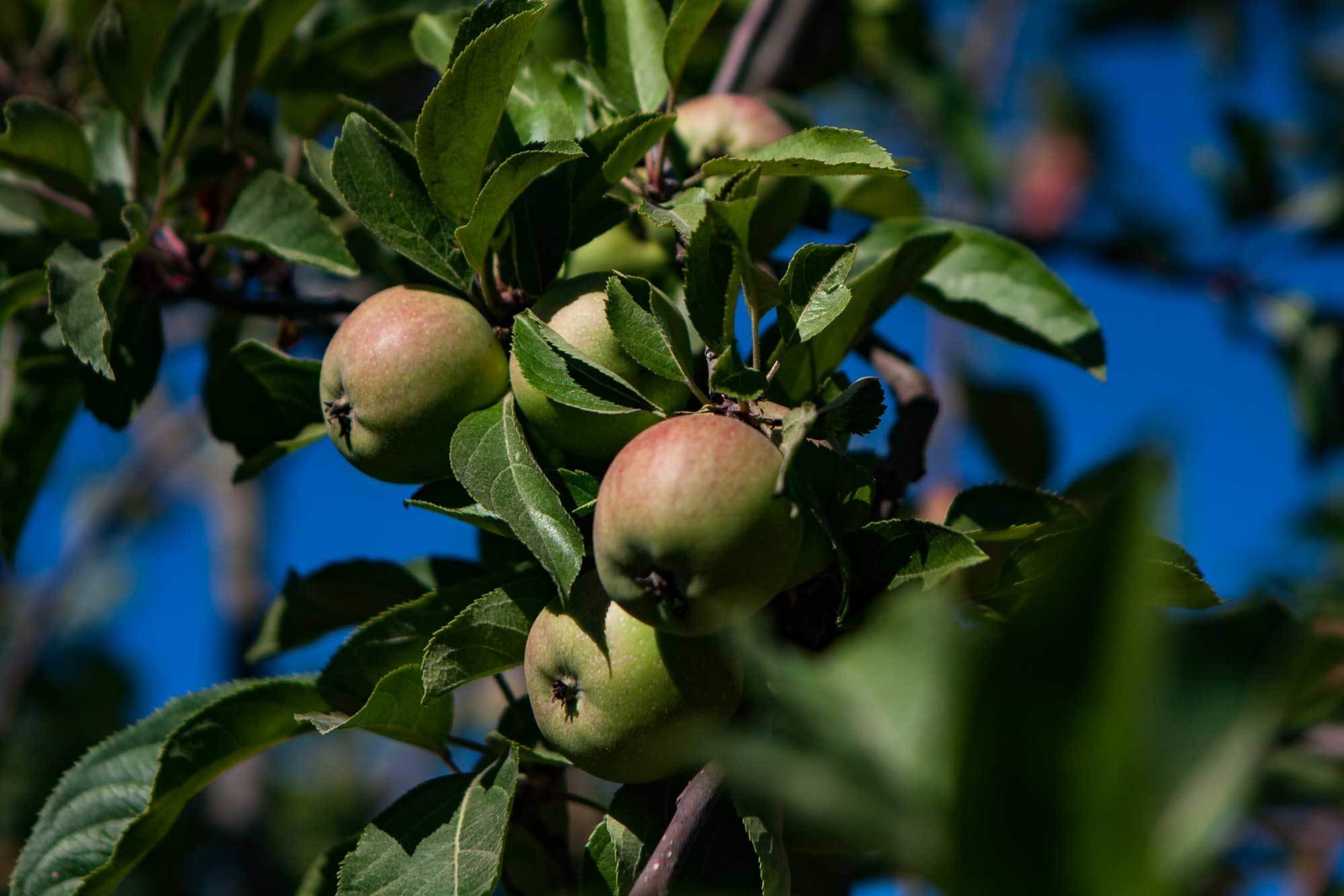 A cluster of small, green apples with a hint of red grows on a leafy tree branch against a bright blue sky.