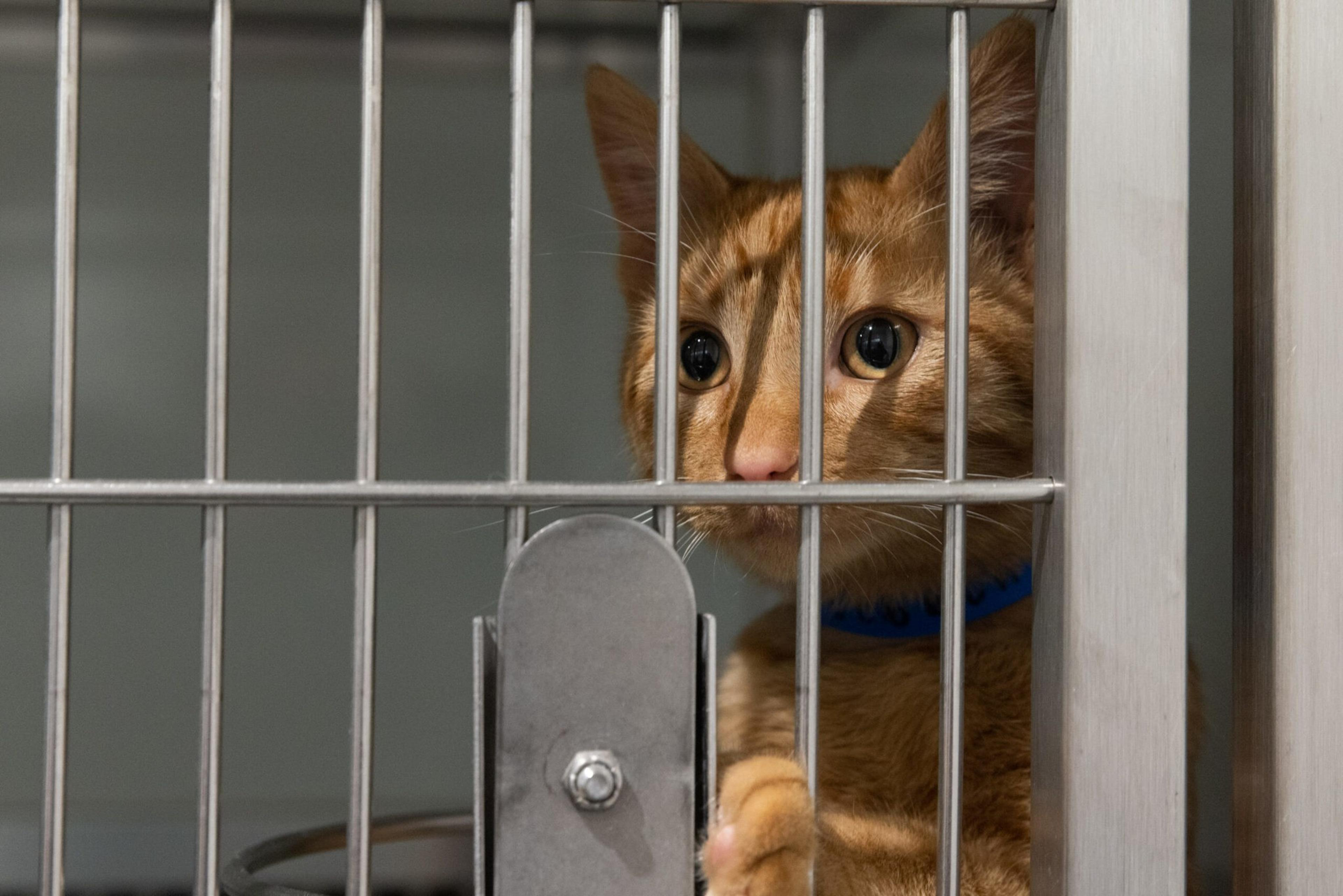 An orange tabby cat with a blue collar peers anxiously through the bars of a metal cage, its paw resting on the cage door.