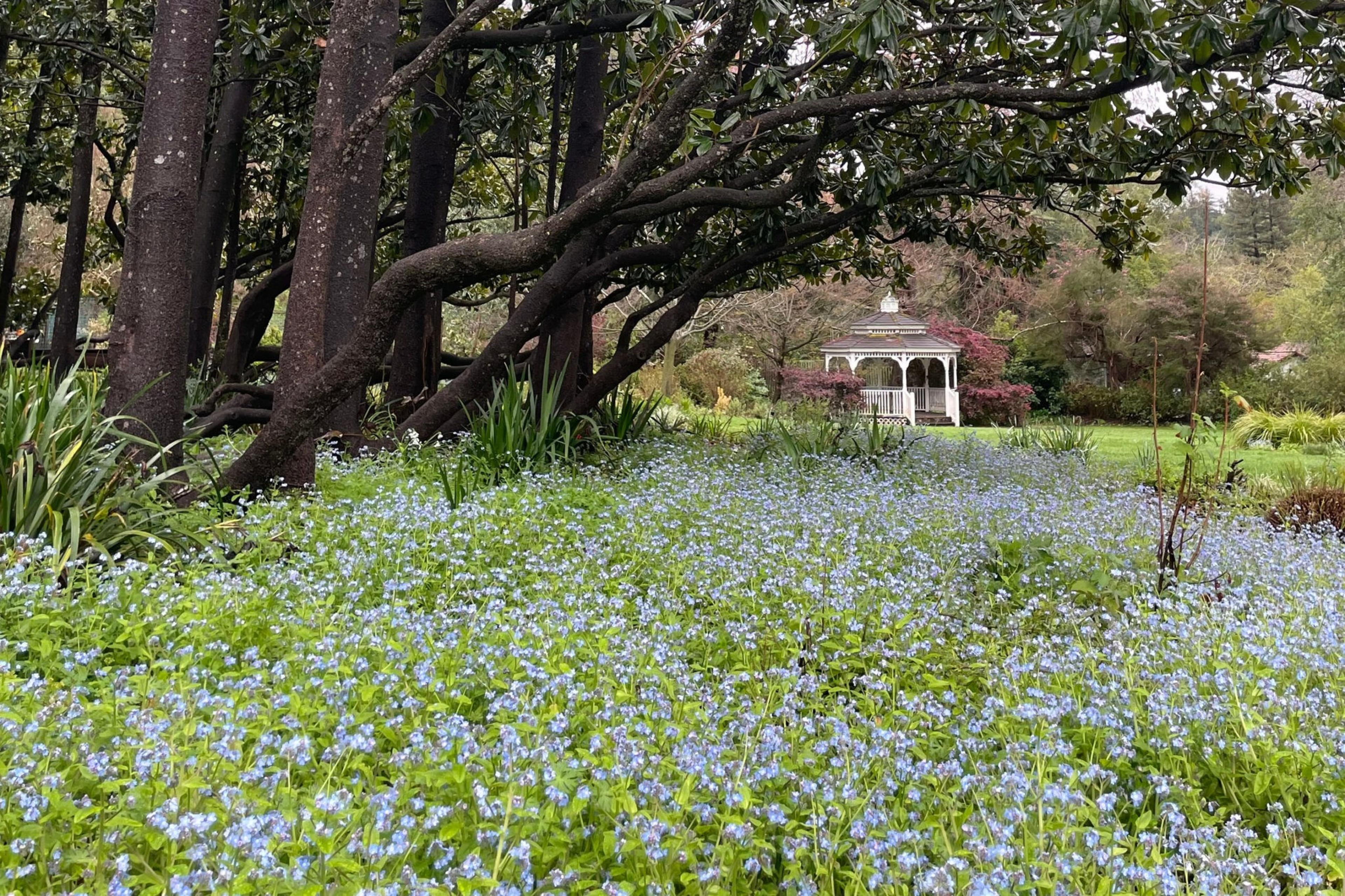 A garden with a dense bed of small blue flowers, tall trees with bent trunks, and a white gazebo in the background surrounded by greenery.