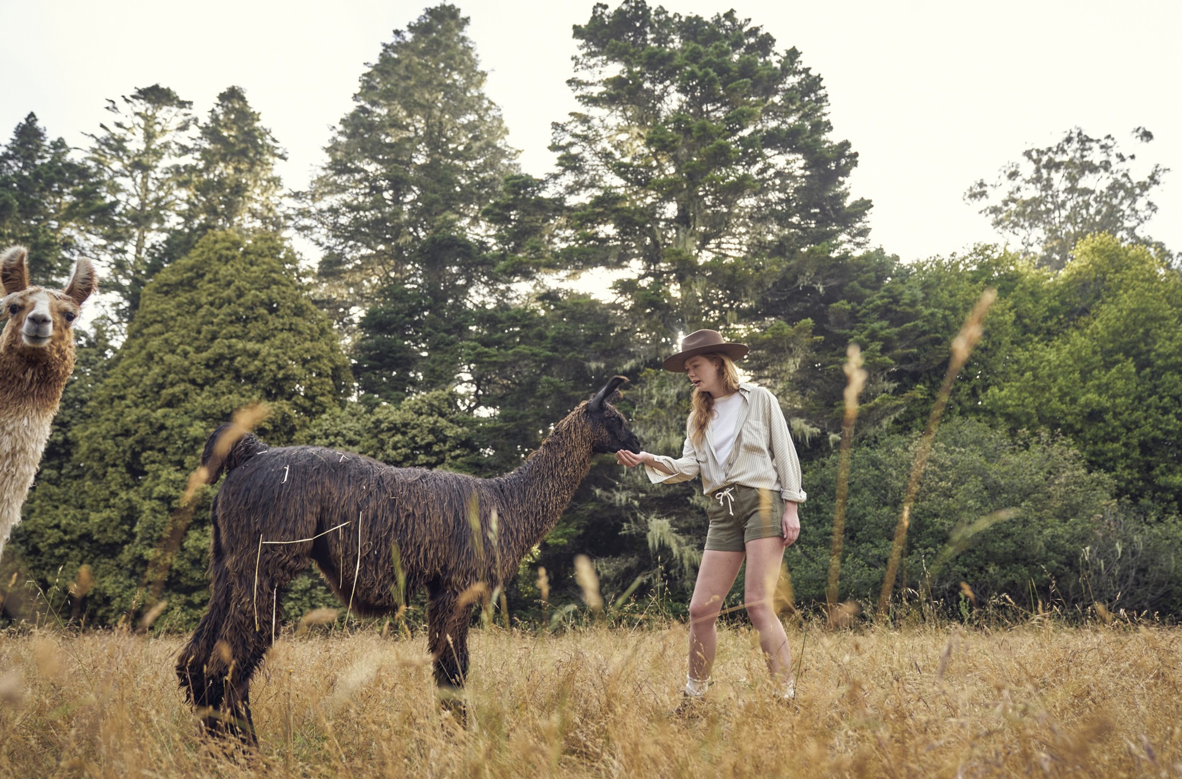 A woman wearing a hat and shorts stands in a grassy field, feeding a llama. Another llama is standing nearby. Tall trees form the background.