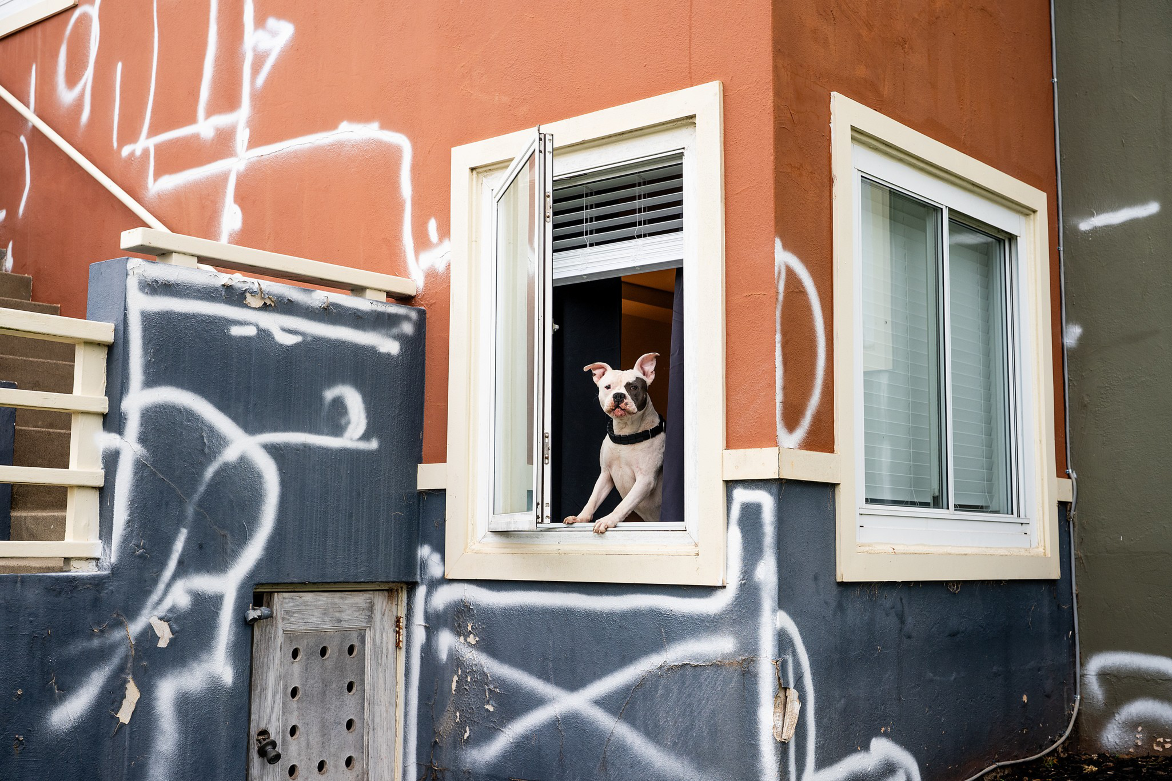 A white dog with a black collar leans out of an open window on a building with orange and dark gray walls covered in white graffiti.