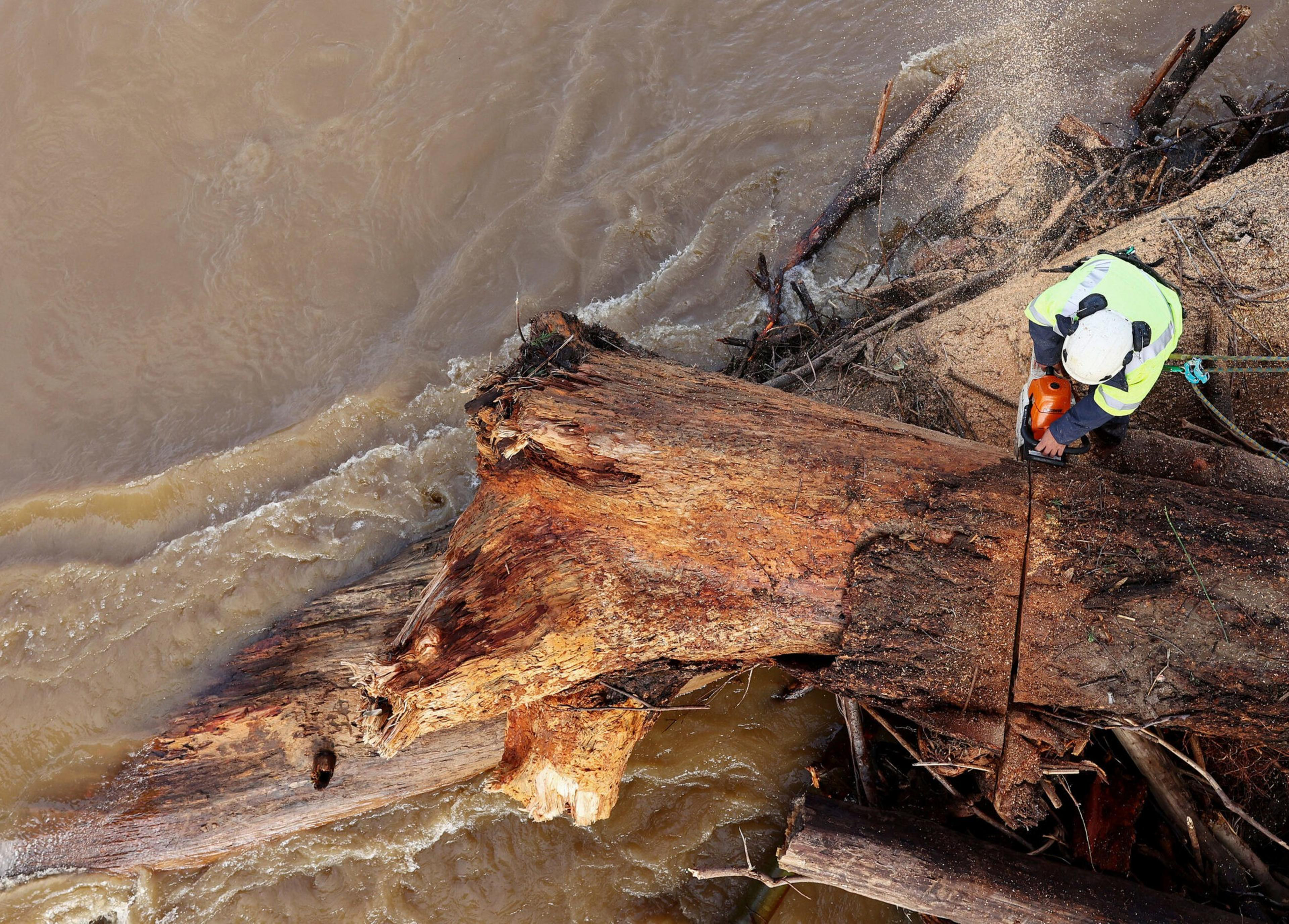 A worker in a safety helmet and vest uses a chainsaw to cut a large fallen tree trunk near muddy, flowing water.