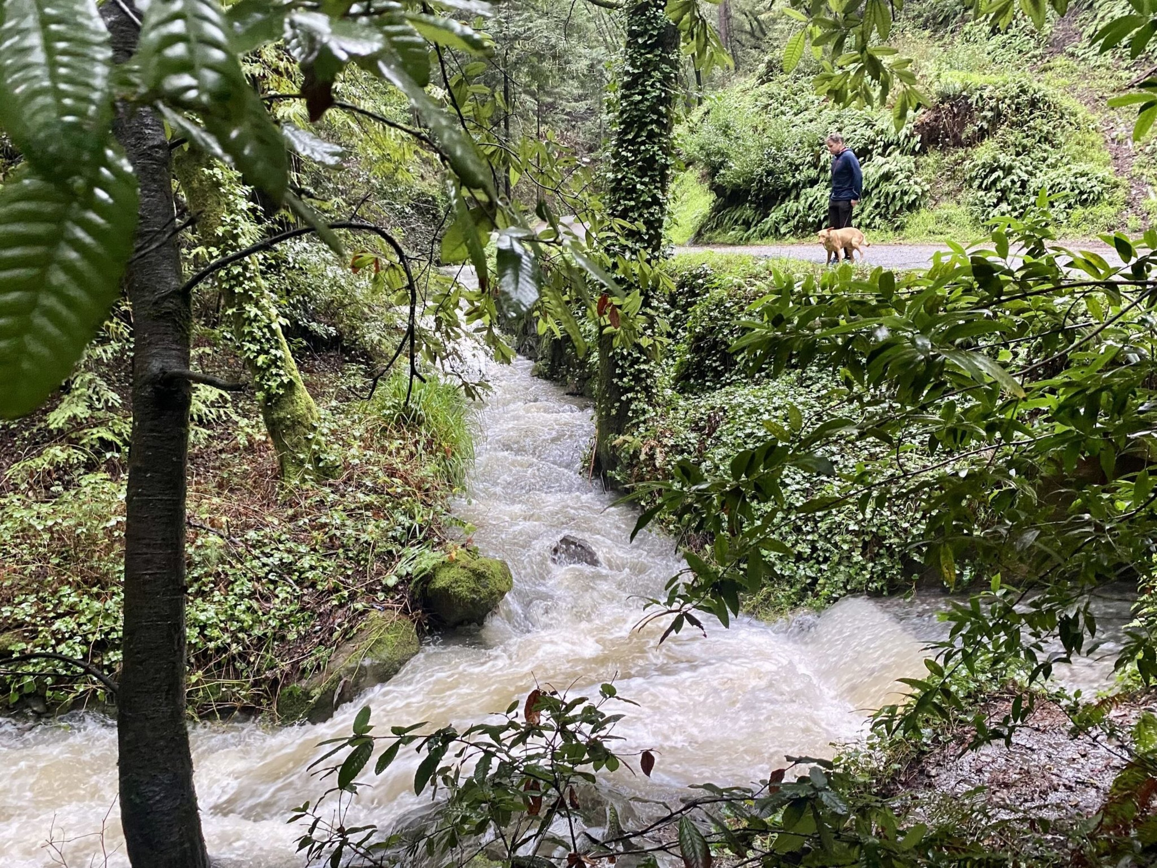 A rushing creek surrounded by green foliage flows through a forested area, while a person walks a dog on a nearby path above the water.