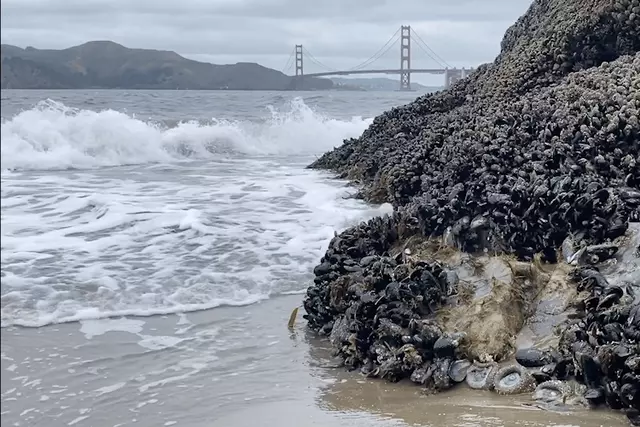 Now's the time to see sea creatures during low tide in San