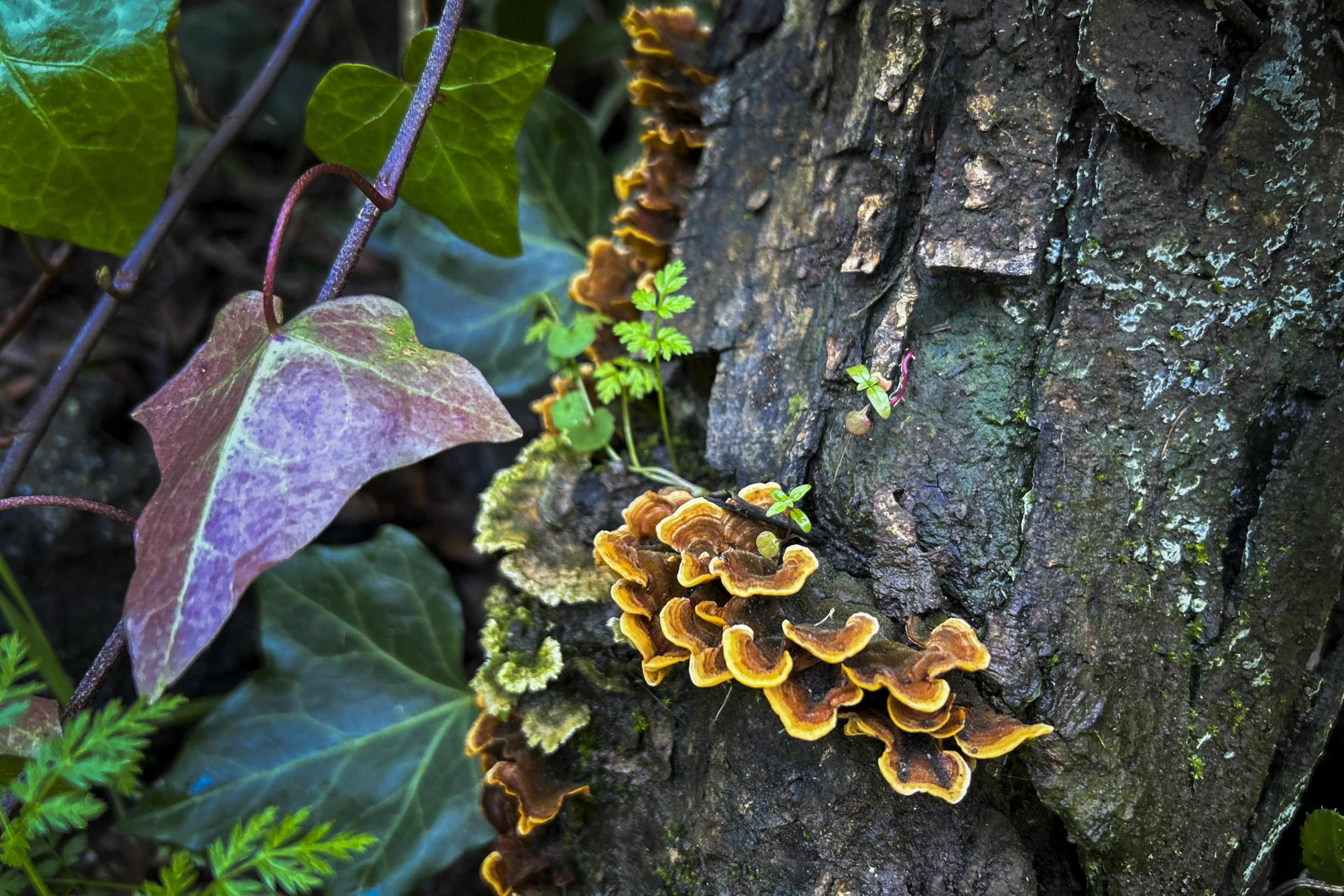 fringed yellow-and-brown mushrooms grow on on a log surrounded by leaves
