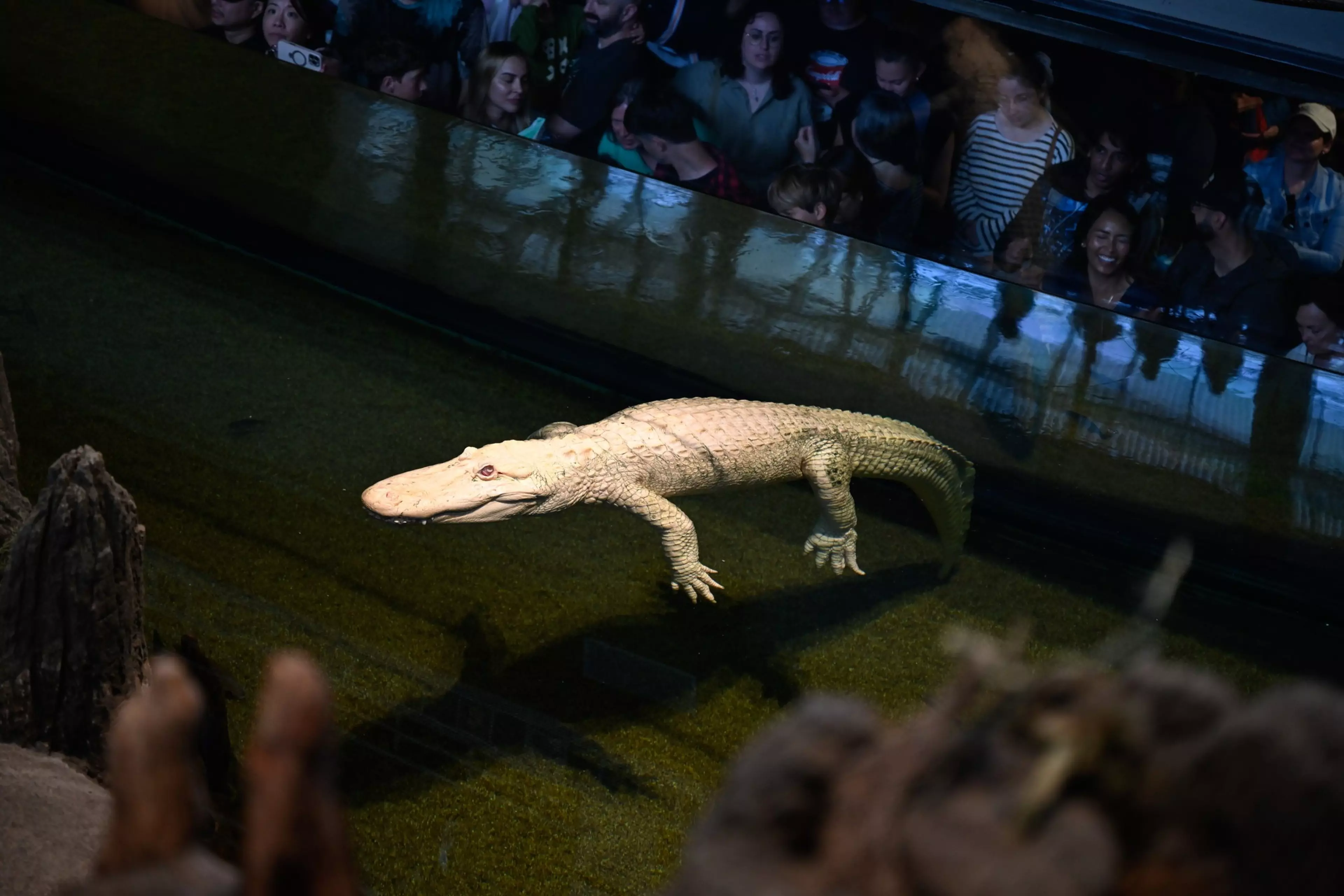 CLAUDE DEAD: Beloved albino alligator dies at 30 at California Academy of Sciences
