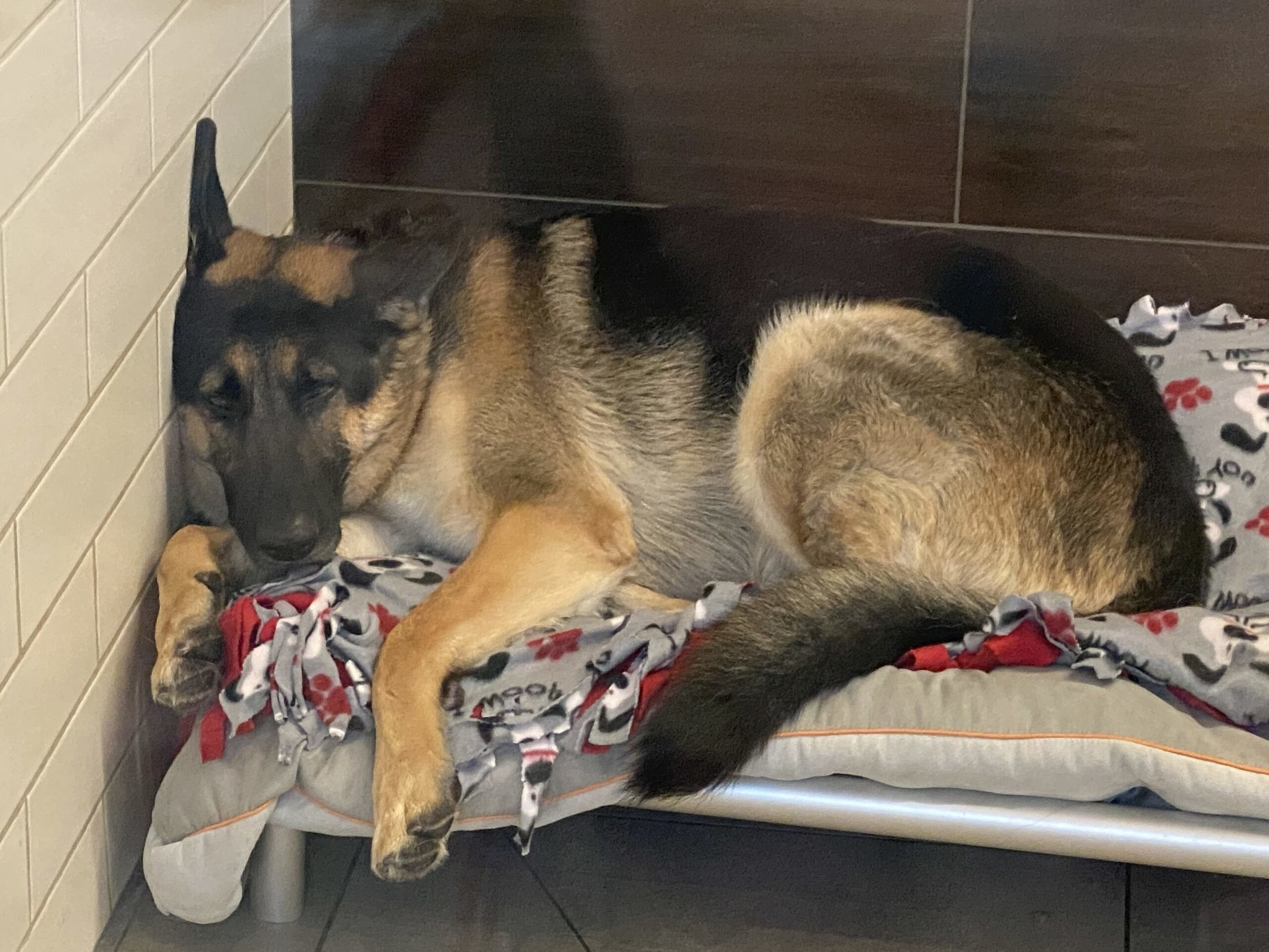 A German Shepherd dog is lying down and resting on a raised bed covered with a patterned blanket.