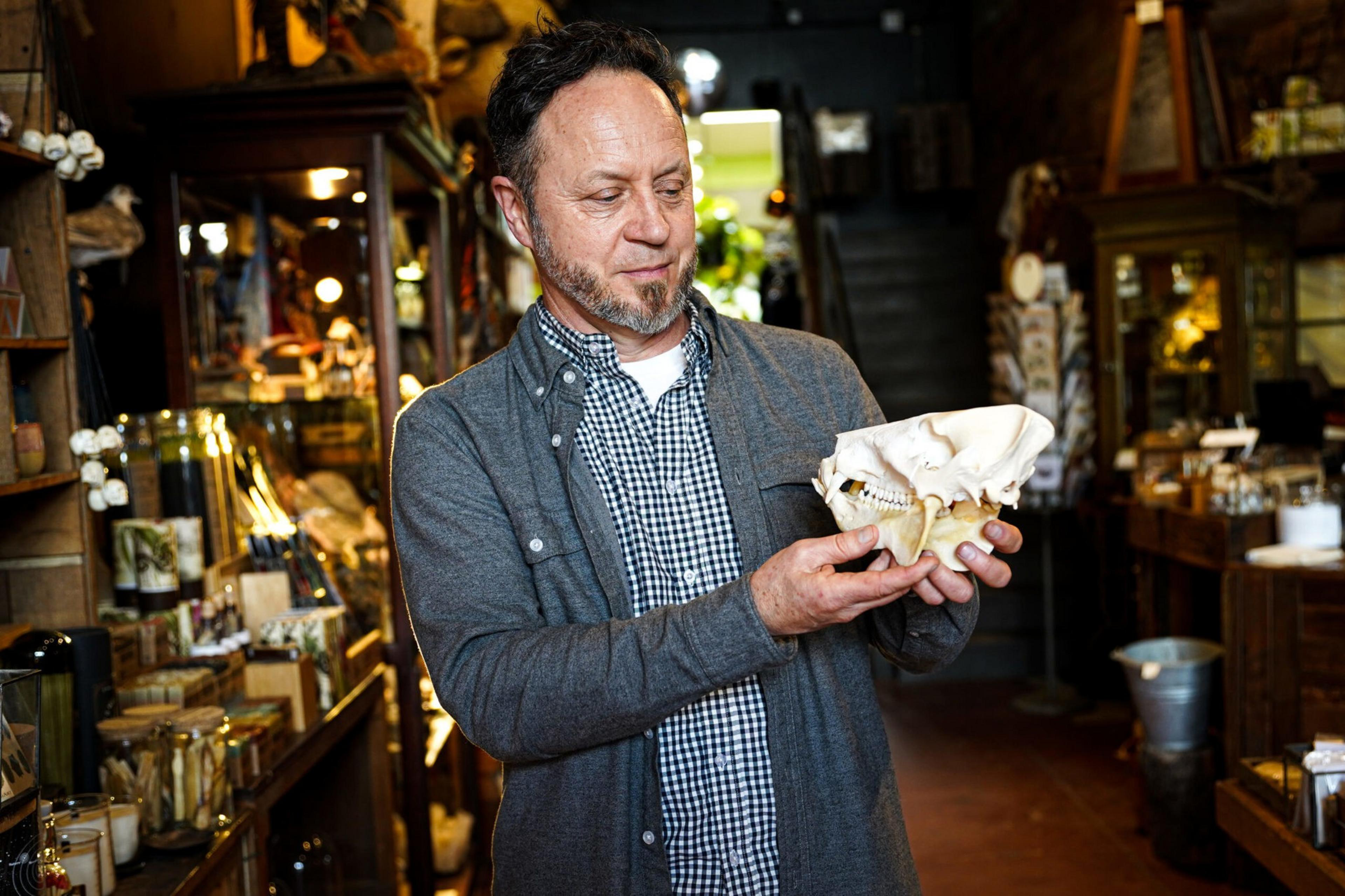 A man in a gray sweater and checkered shirt holds and examines a large white animal skull in a dimly lit shop filled with curiosities.