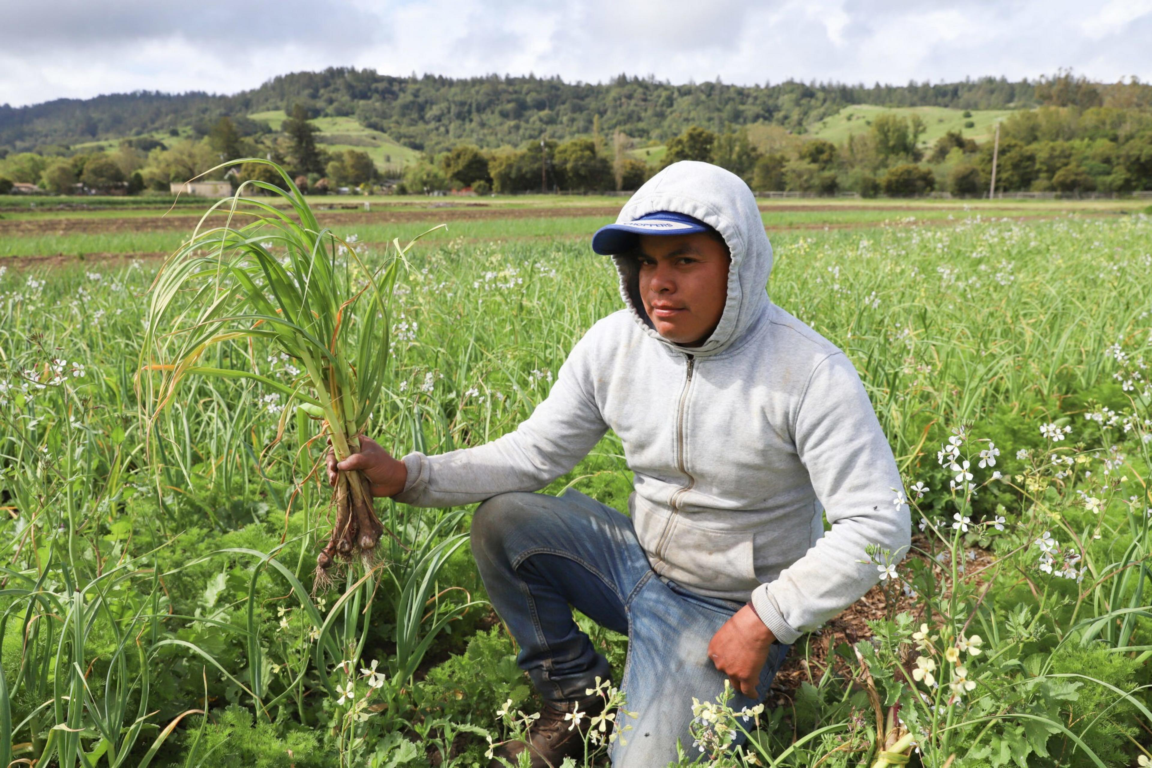 A person wearing a gray hoodie and blue cap kneels in a green field, holding up a freshly harvested plant with roots and soil.