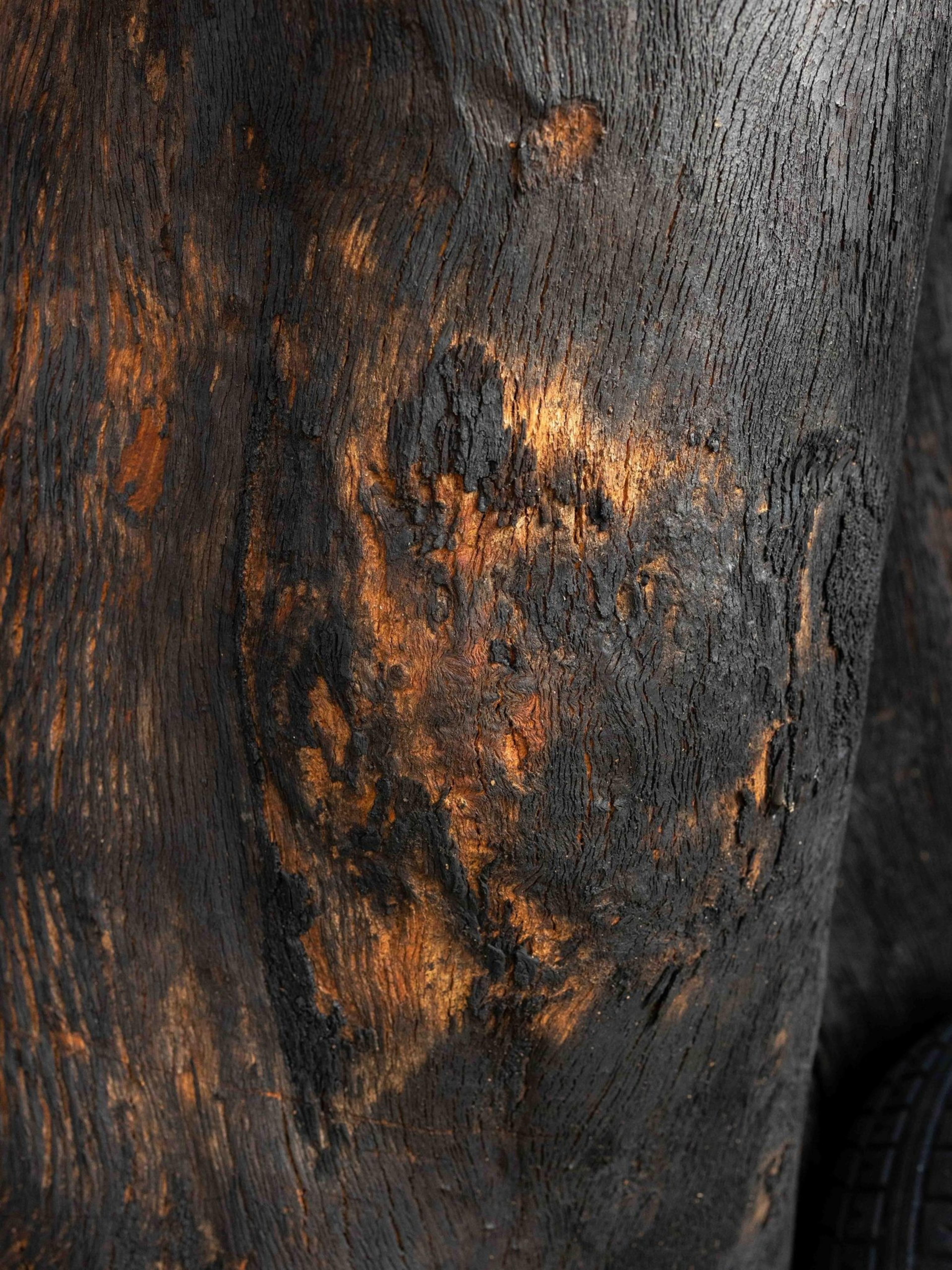 The image shows a close-up of a tree trunk with dark, charred bark and patches of orange exposed areas, suggesting it has been burned.
