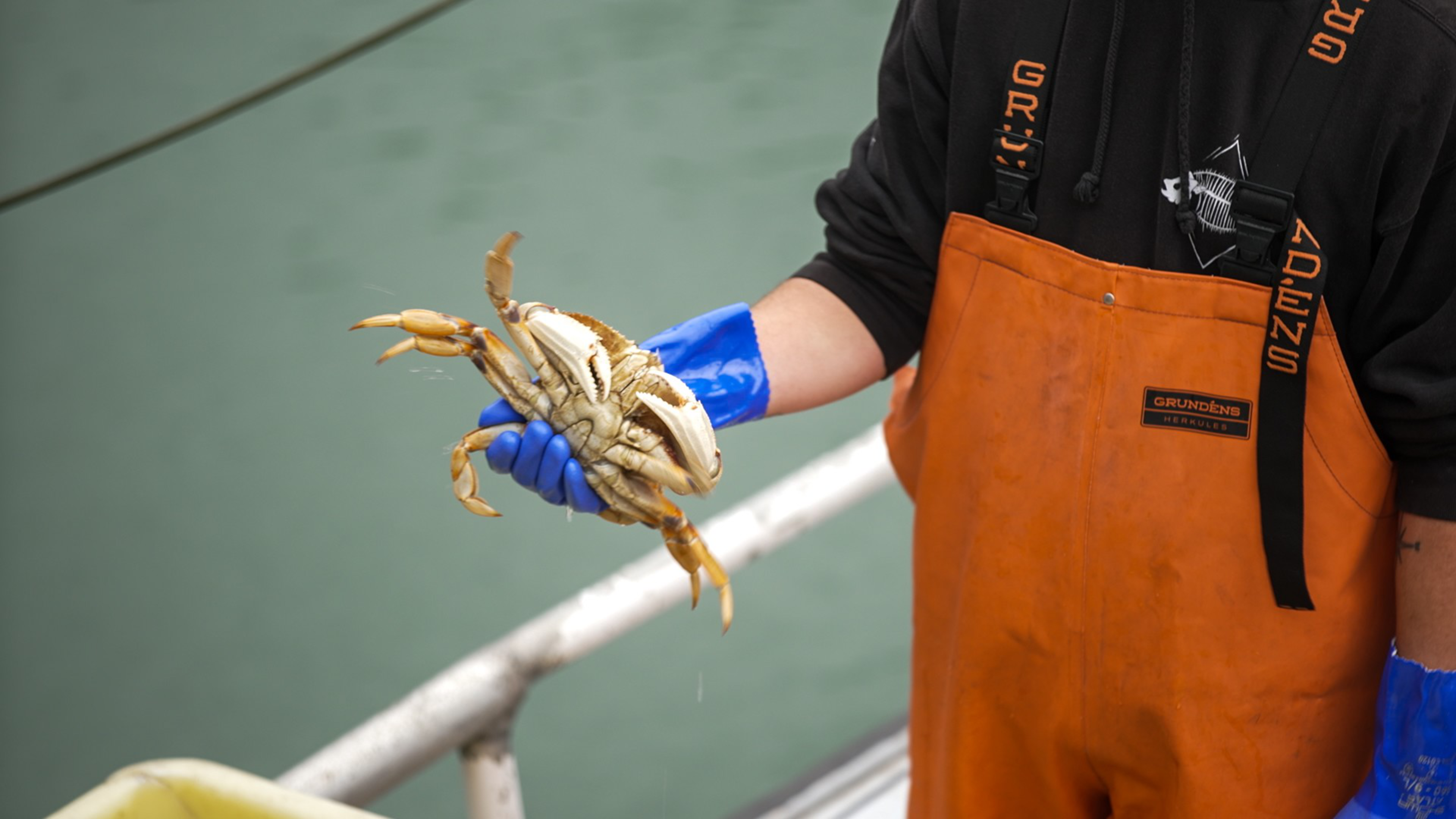 A person wearing blue gloves and orange overalls holds a large crab by its rear legs over a body of water.