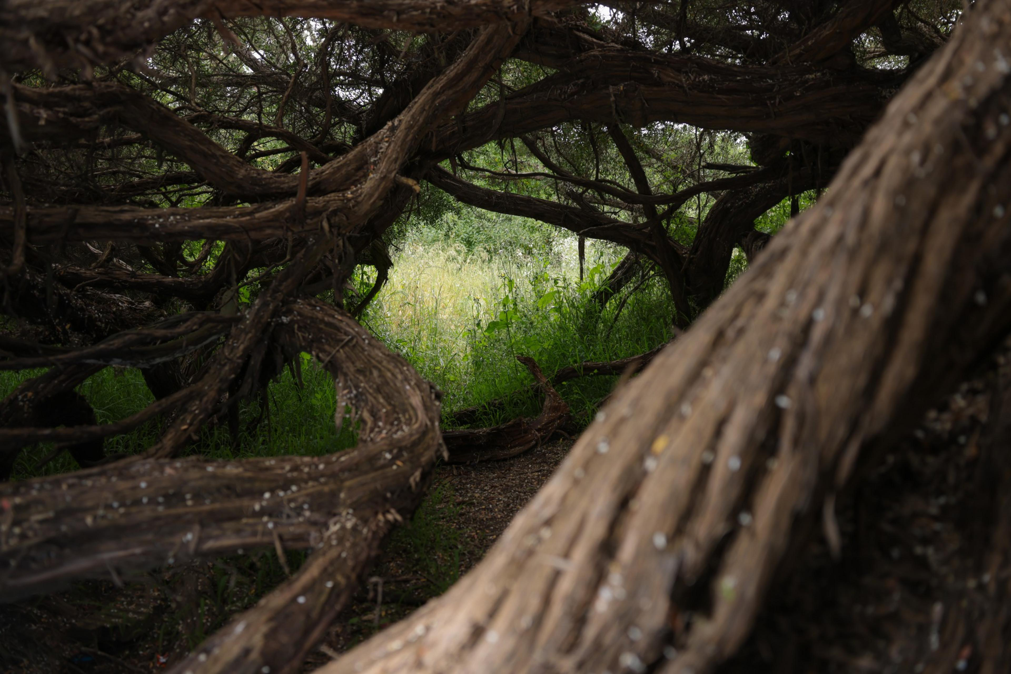 A cave-like structure made of tree branches