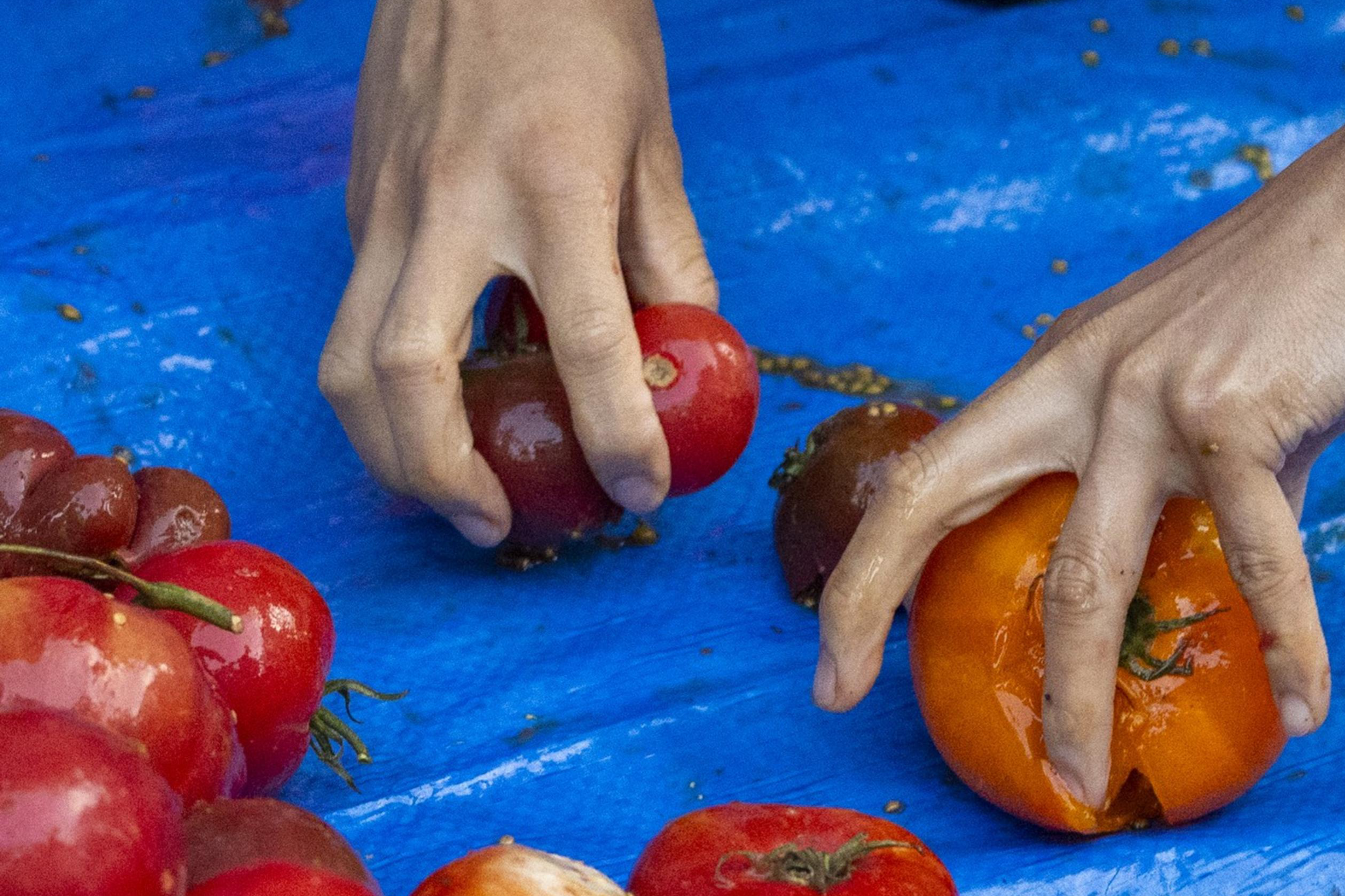 Two hands handling bruised and damaged tomatoes on a blue tarp, surrounded by a pile of various tomatoes, some of which are also damaged.