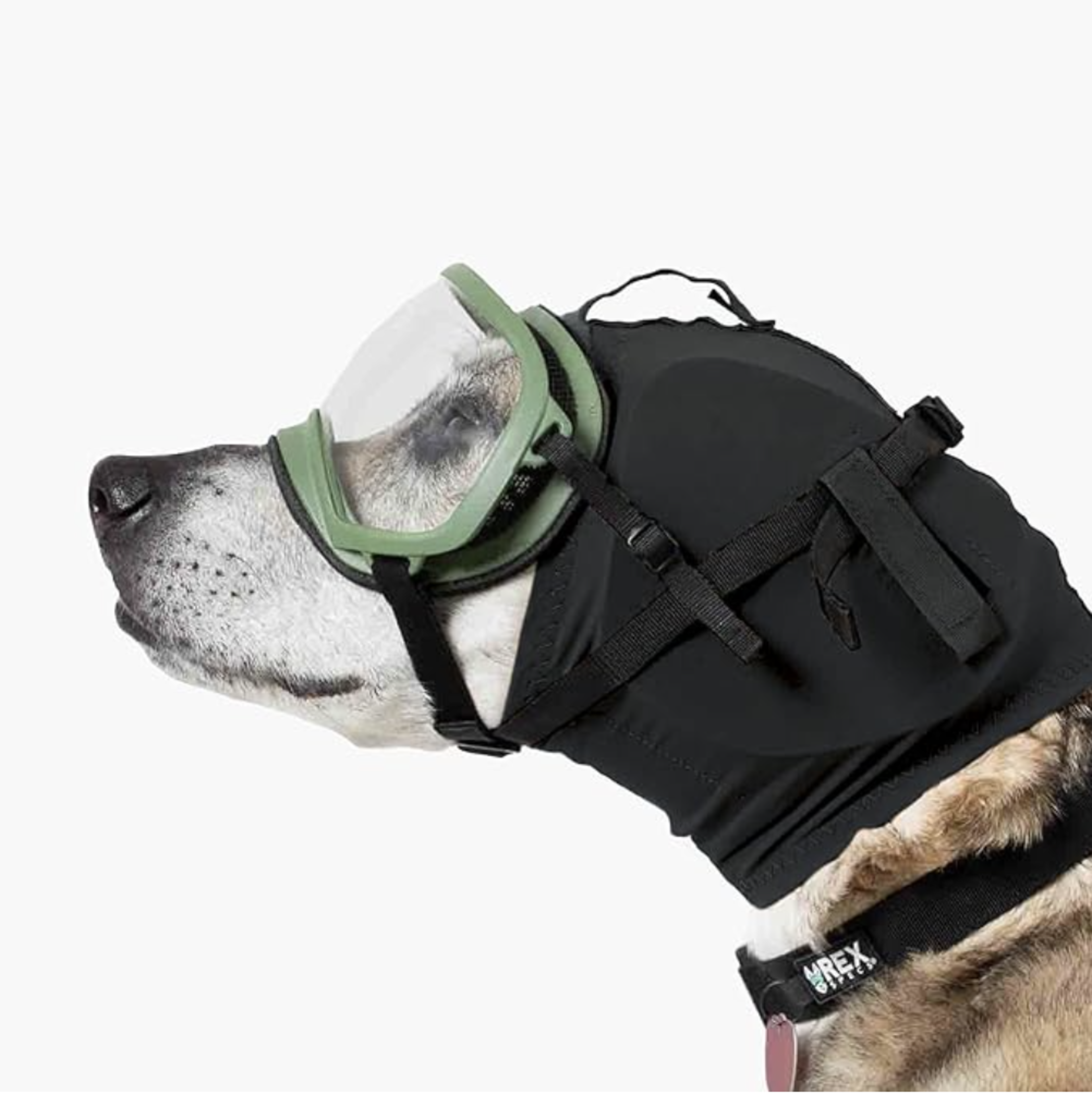 A dog wears protective goggles and a black head covering secured with straps, along with a collar labeled "REX."