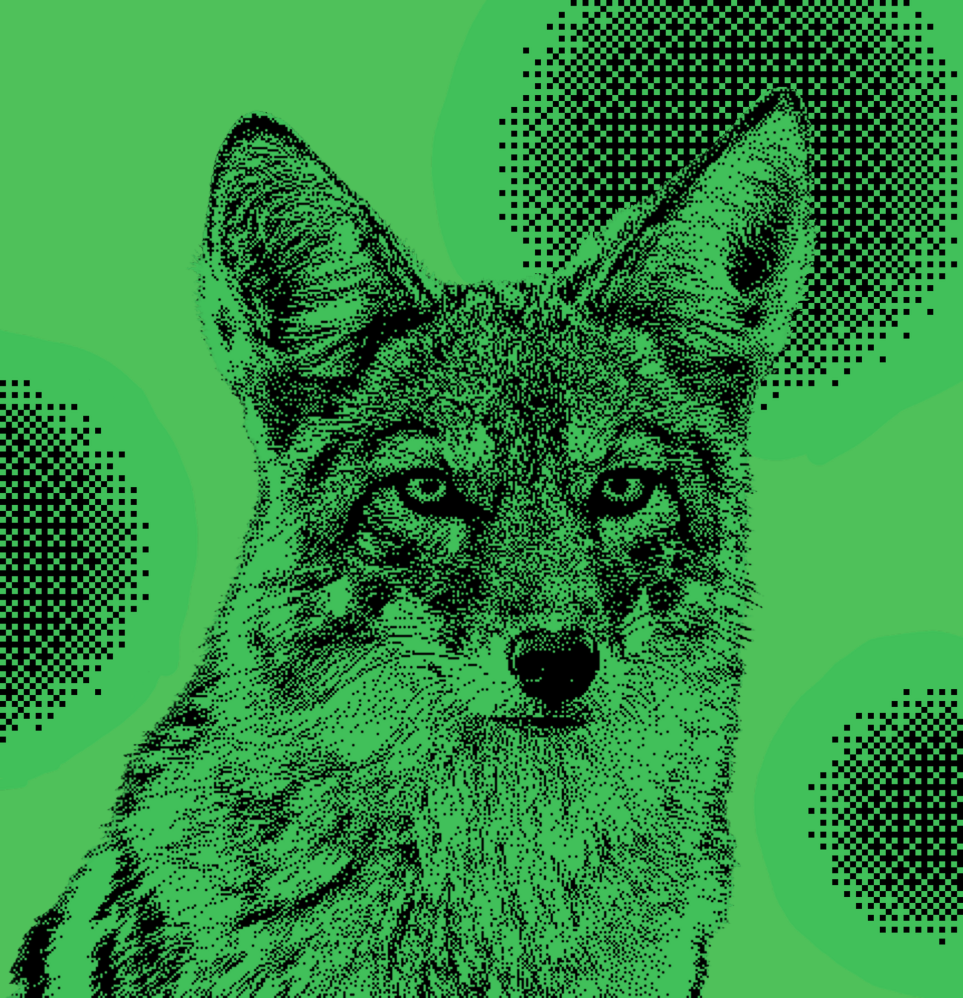 Urban Coyotes