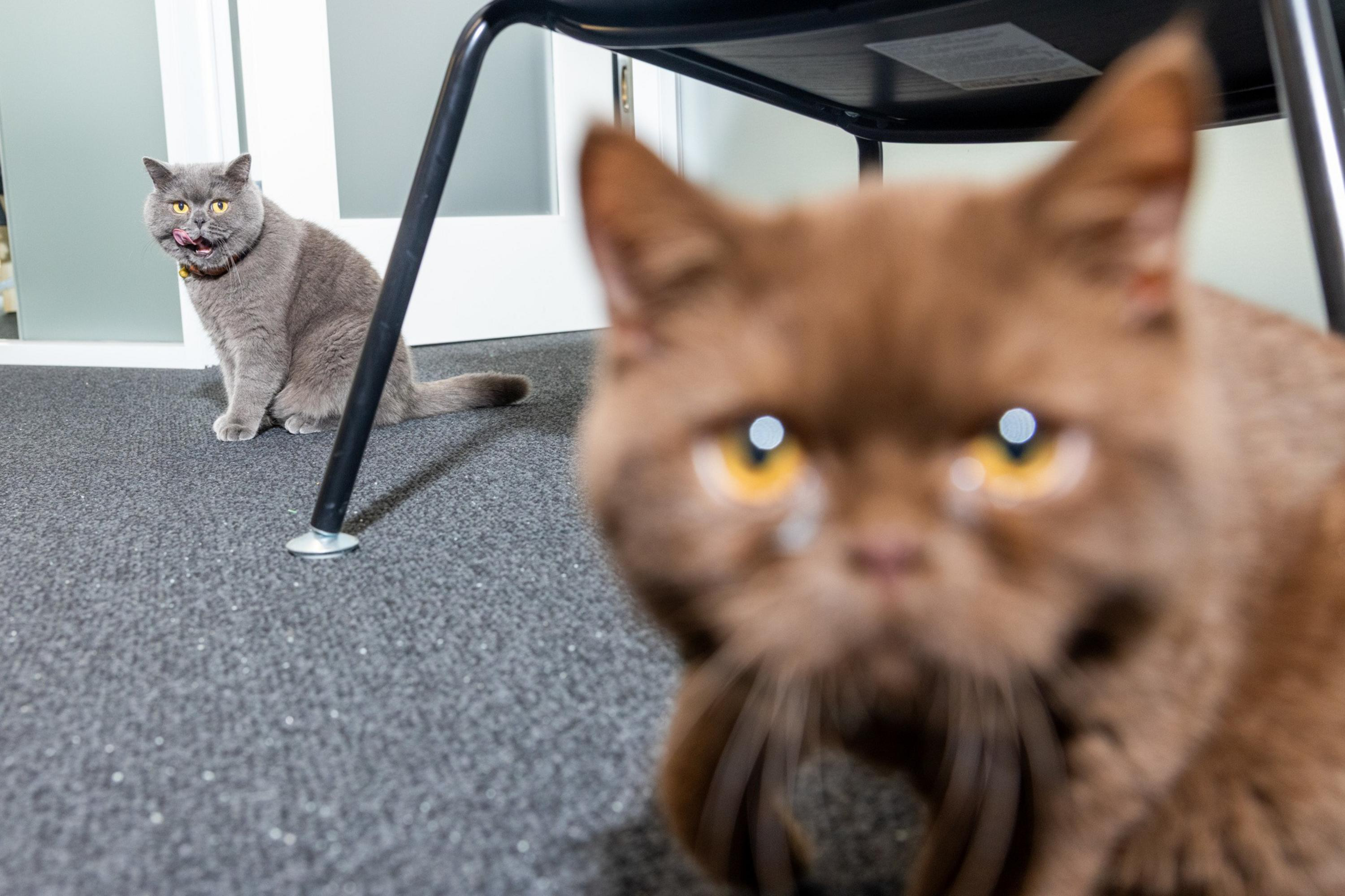 A gray cat with its tongue out sits on carpet near a white wall, while a blurry brown cat with yellow eyes is close to the camera in the foreground.