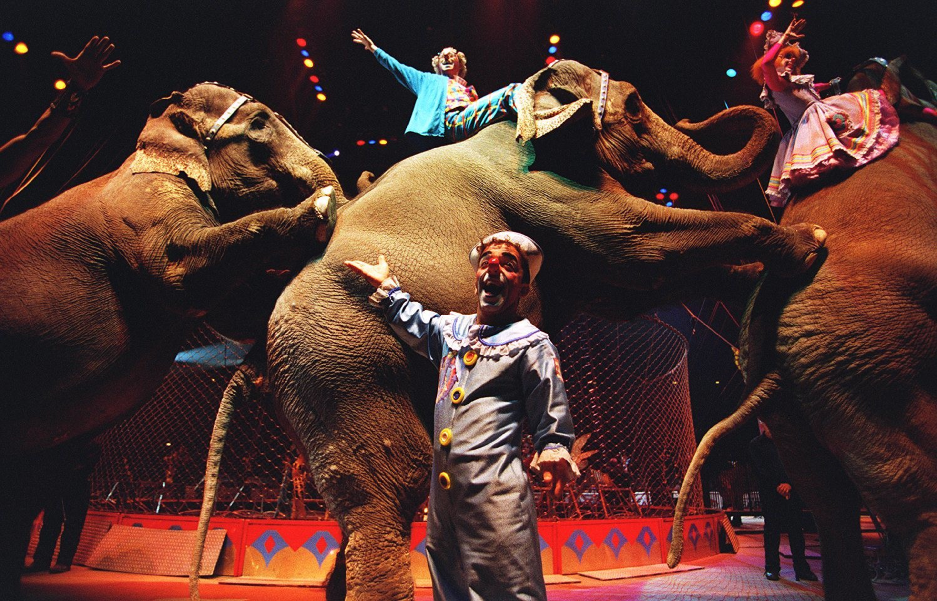 Circus performers and elephants in a ring.