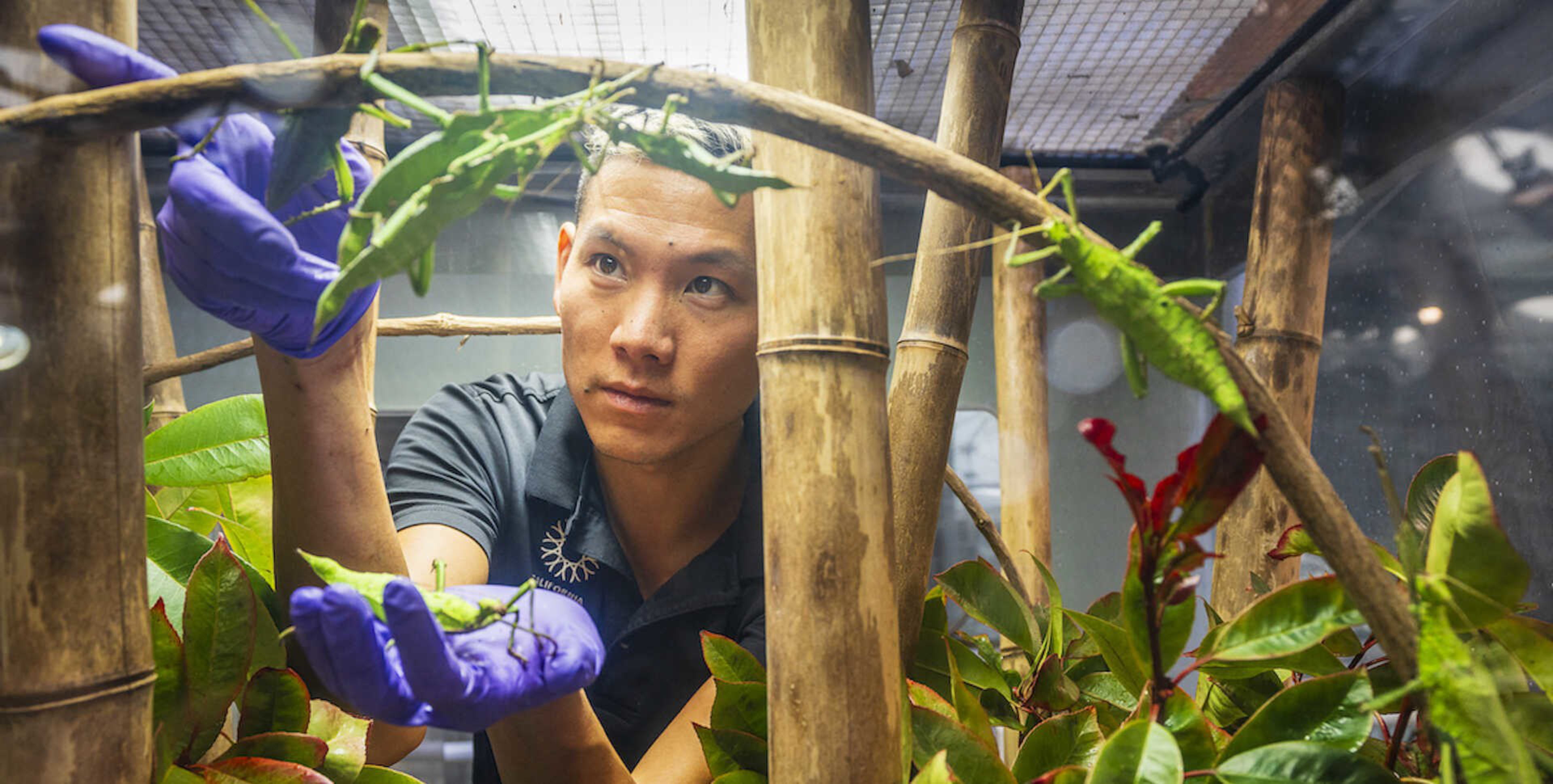An employee peers through a science exhibit containing trees and branches. 