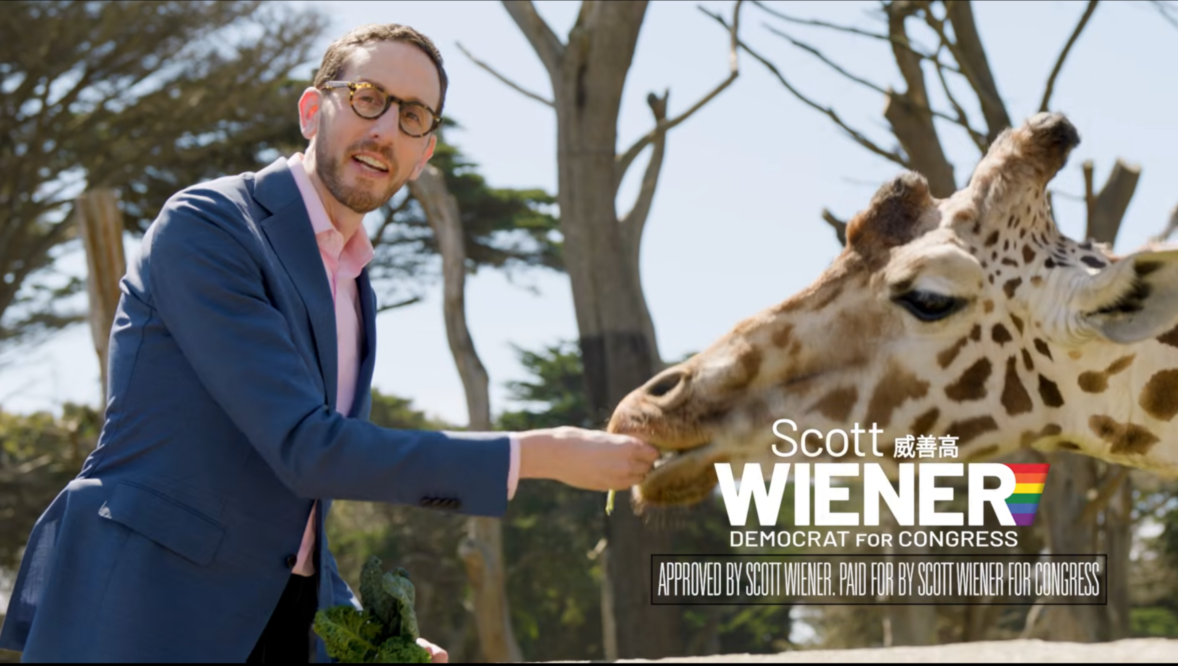 A man wearing glasses and a blue suit feeds a giraffe with leafy branches in a sunny outdoor setting, with campaign text for Scott Wiener.