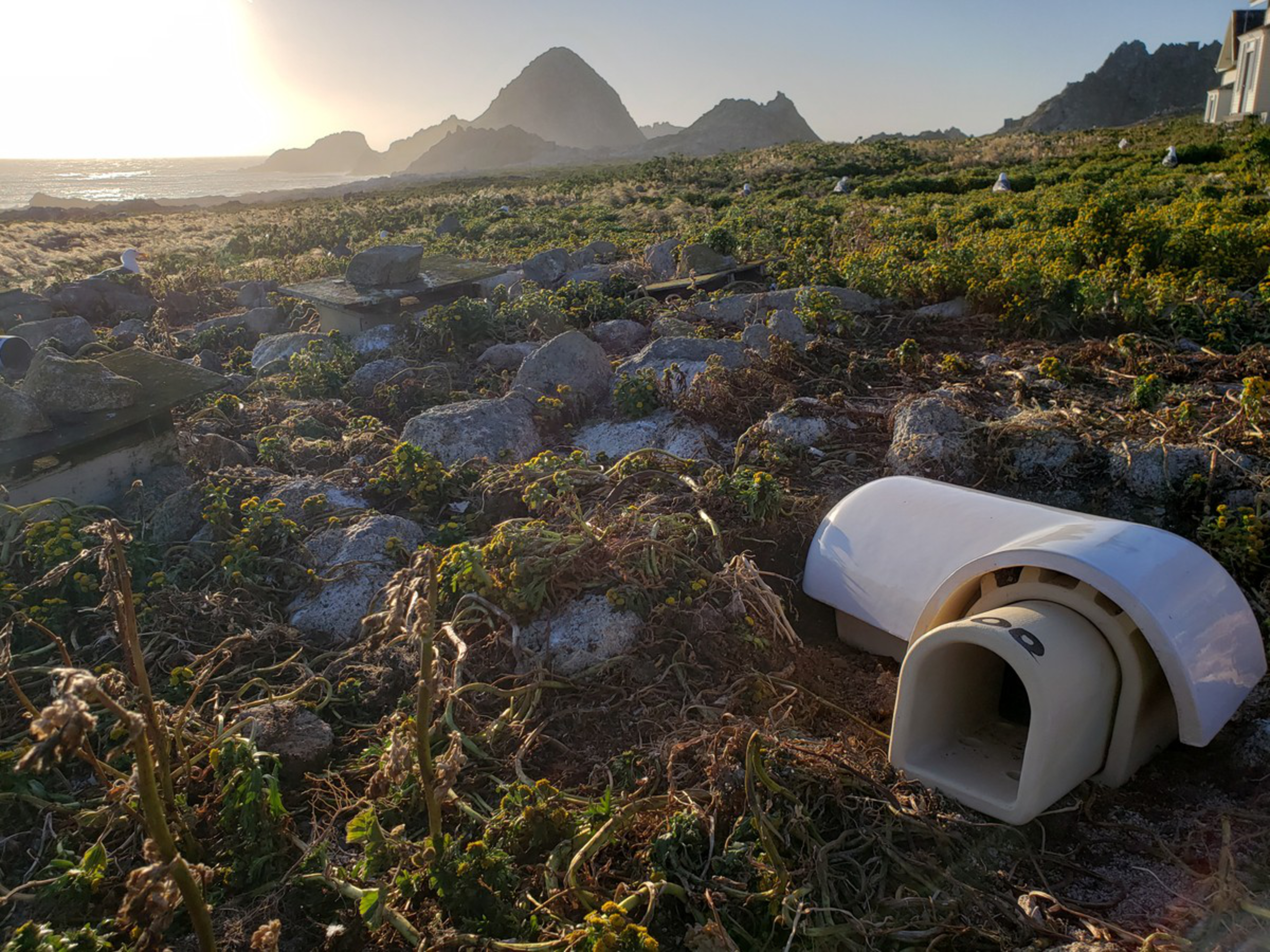 The image shows a rocky coastal area at sunset, with plastic shelters on the ground and seagulls scattered around. In the background, there are mountains by the sea.