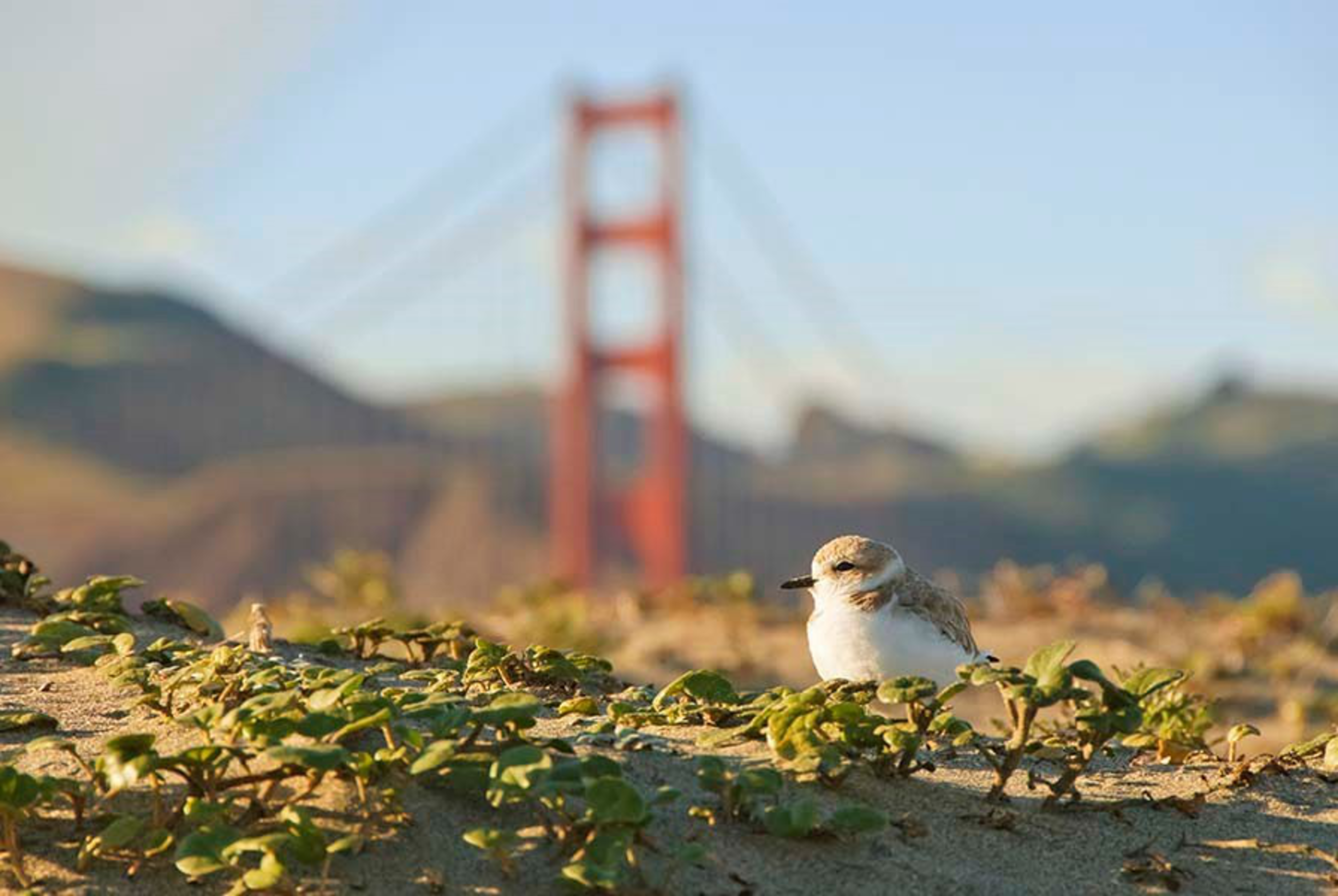 A small shorebird rests on sandy ground with green plants, with a blurred red suspension bridge and hills in the background under a clear sky.