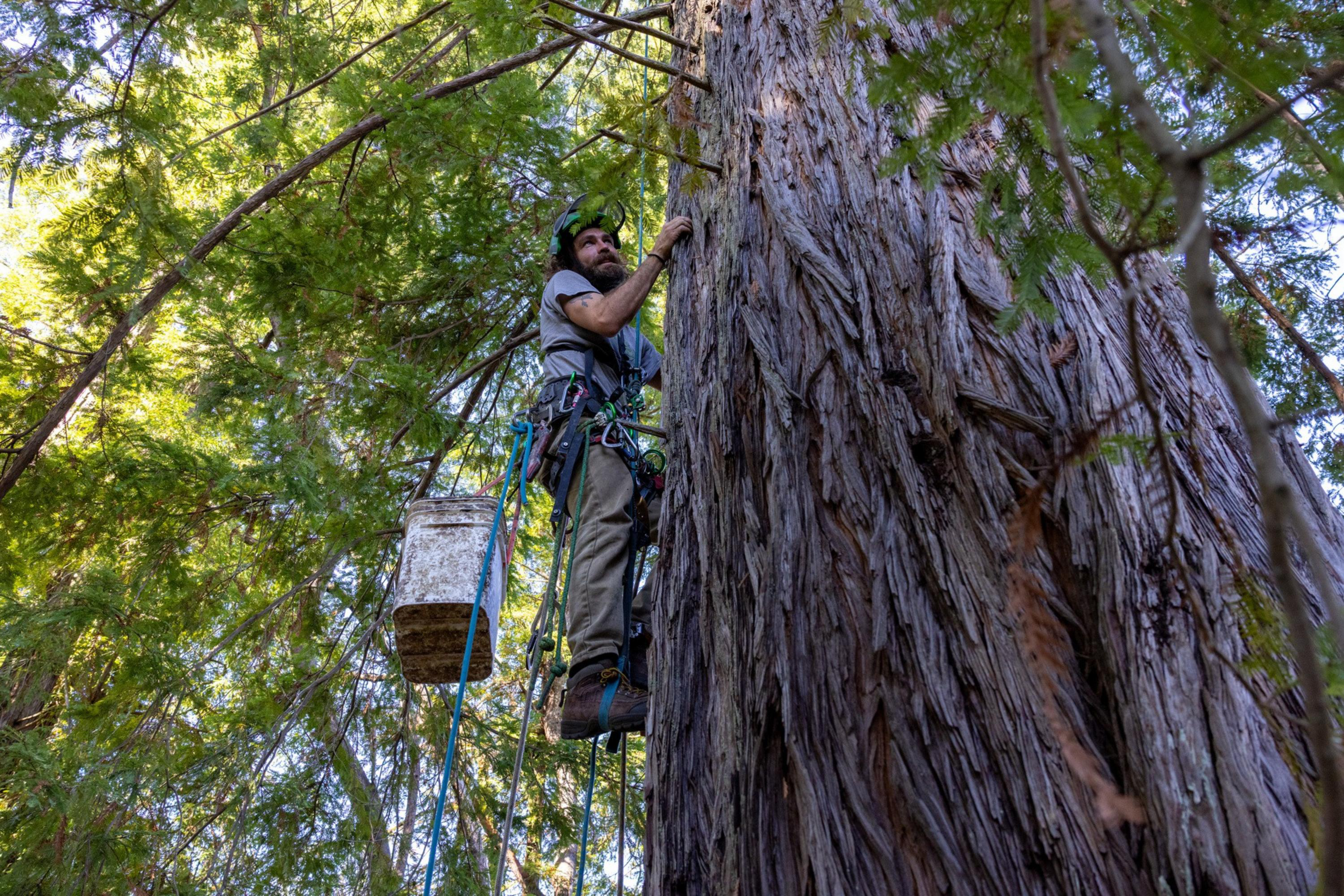 A man wearing safety gear climbs a large, rough-barked tree surrounded by green foliage, using ropes and a harness.