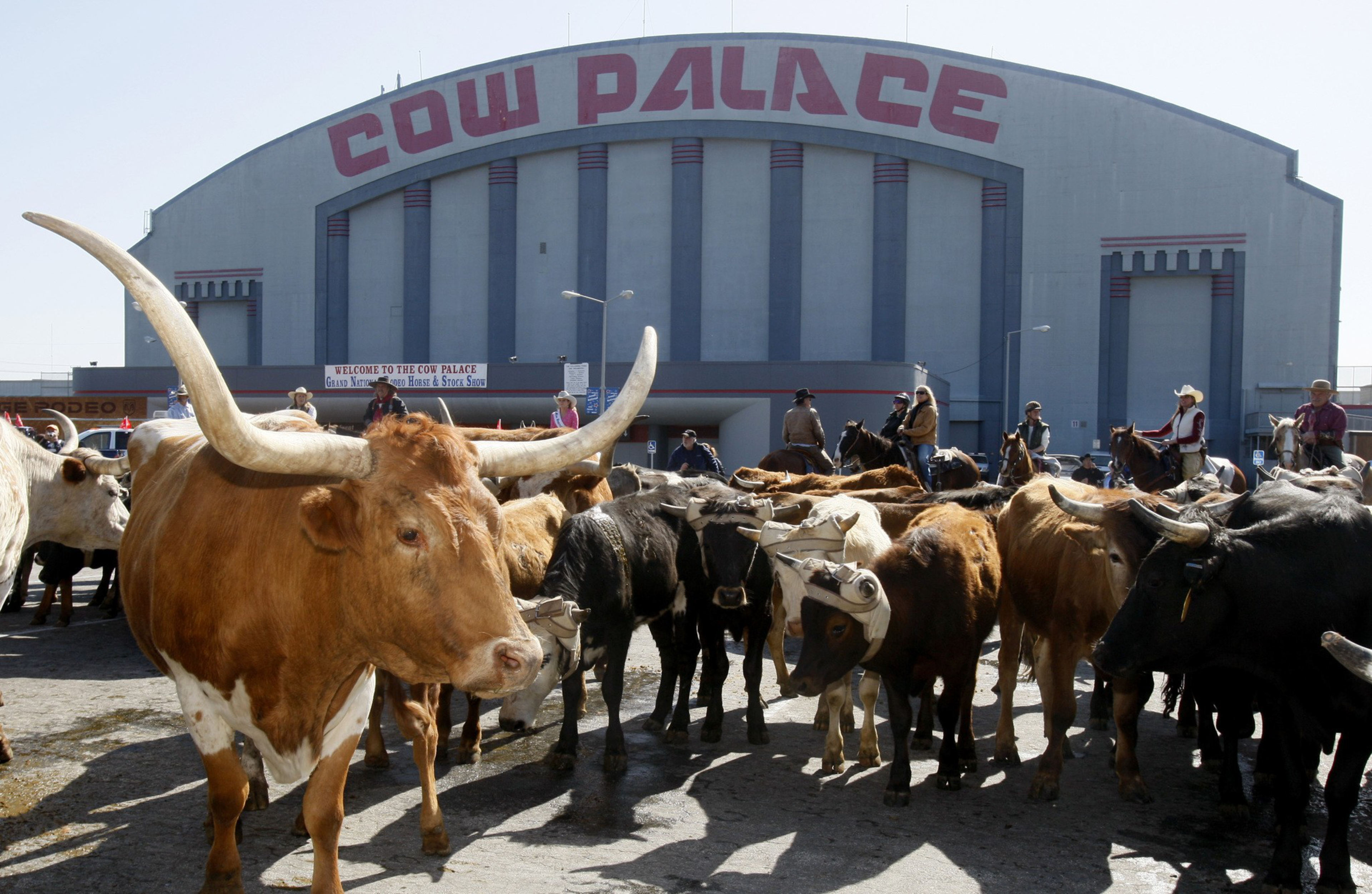 Longhorn cattle herded by people on horseback in front of the Cow Palace building.