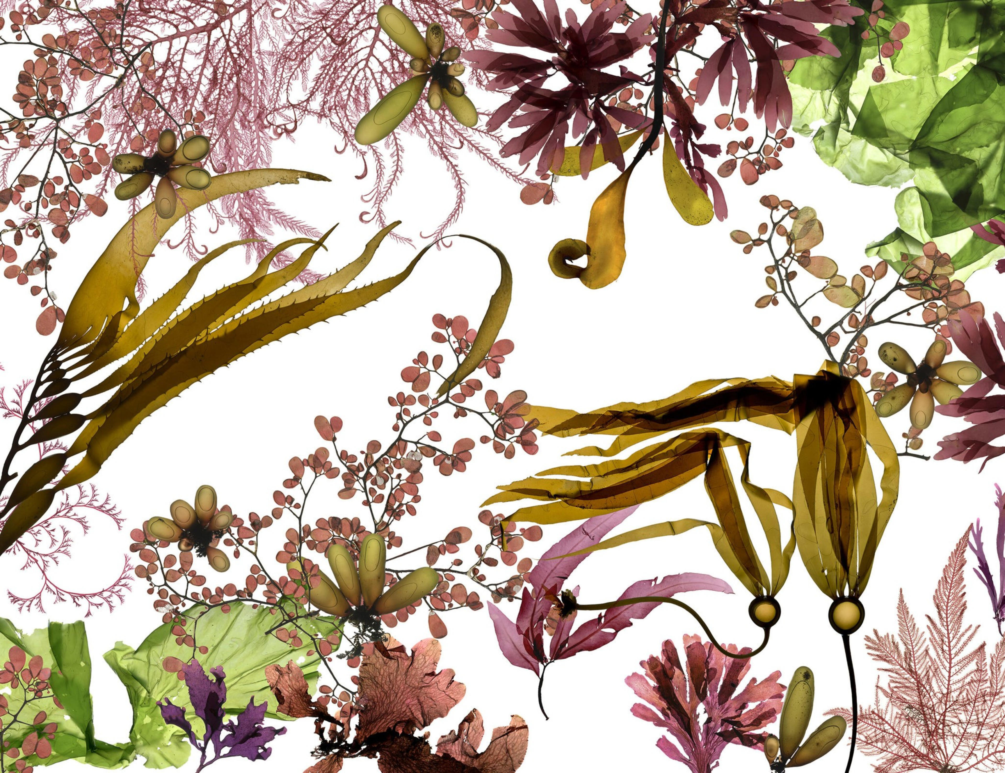 Colorful seaweed and marine plants in shades of green, yellow, pink, and purple are arranged around the edges with a white background in the center.
