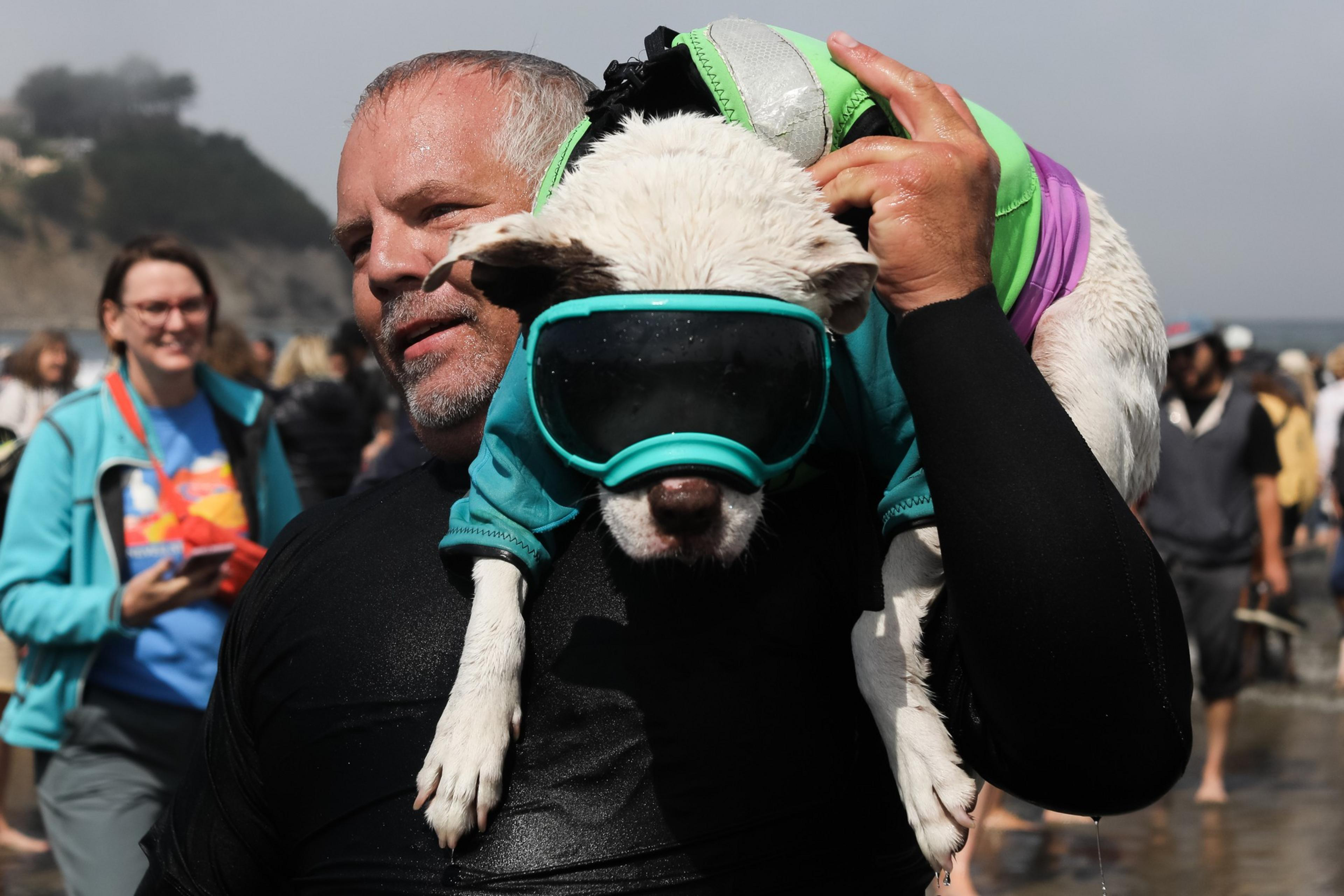 A man carries a wet dog wearing teal goggles and a bodysuit on his shoulder at the beach. People are in the background, some watching or taking photos.