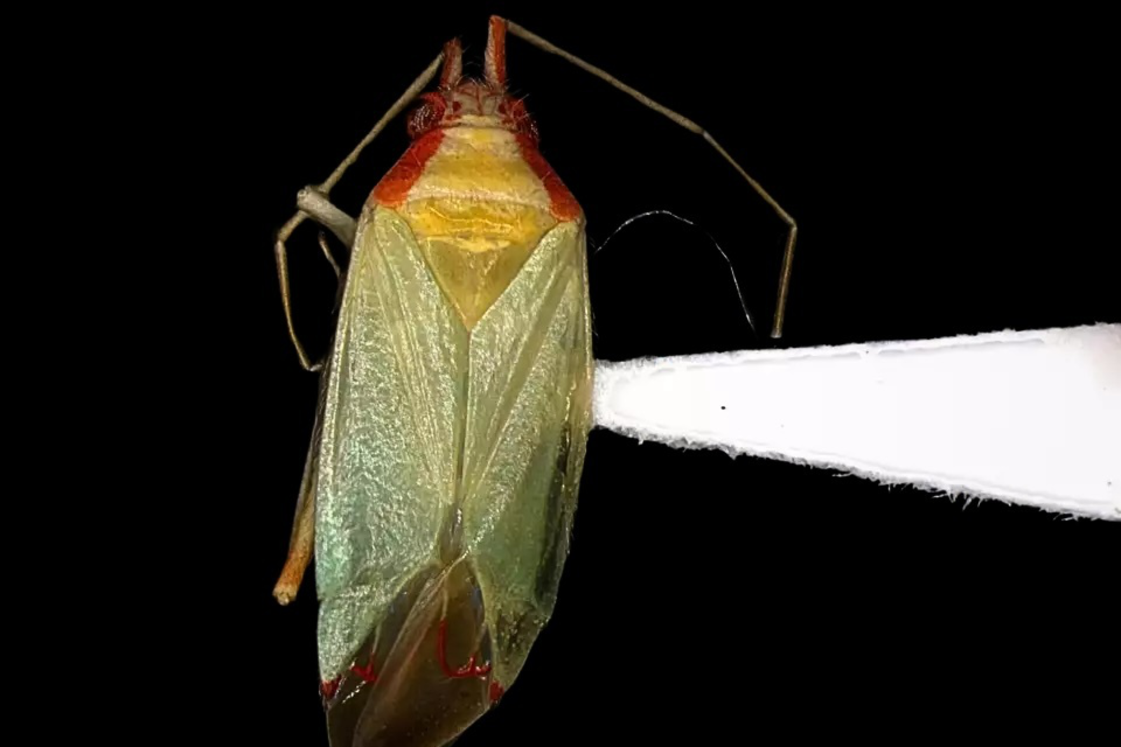 The image shows a greenish-yellow bug with red markings on its back, resting on a white surface against a black background.