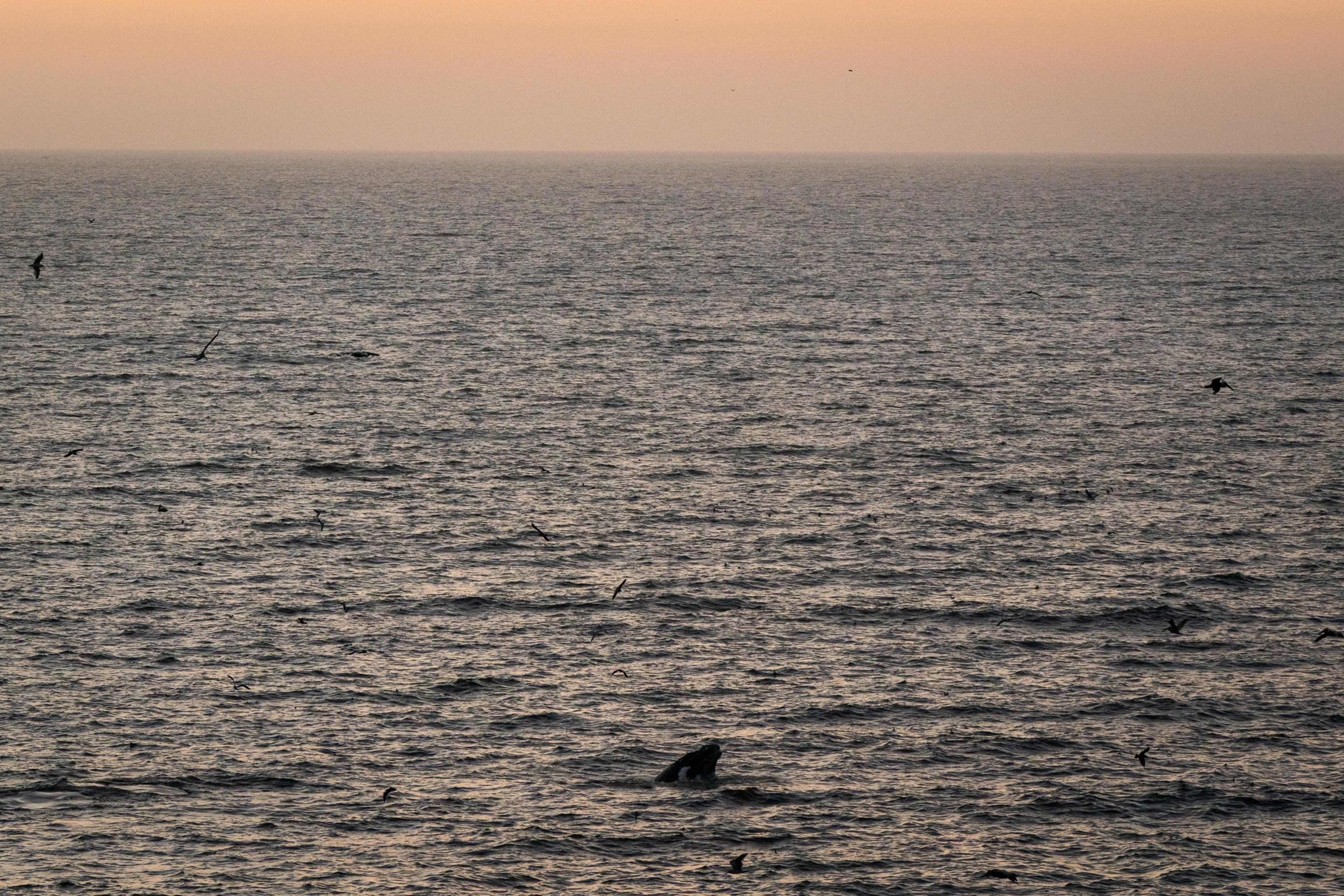 The image shows a vast ocean under a dusky sky with an orange hue. A few birds are flying above the water, and a whale’s tail is emerging from the sea.