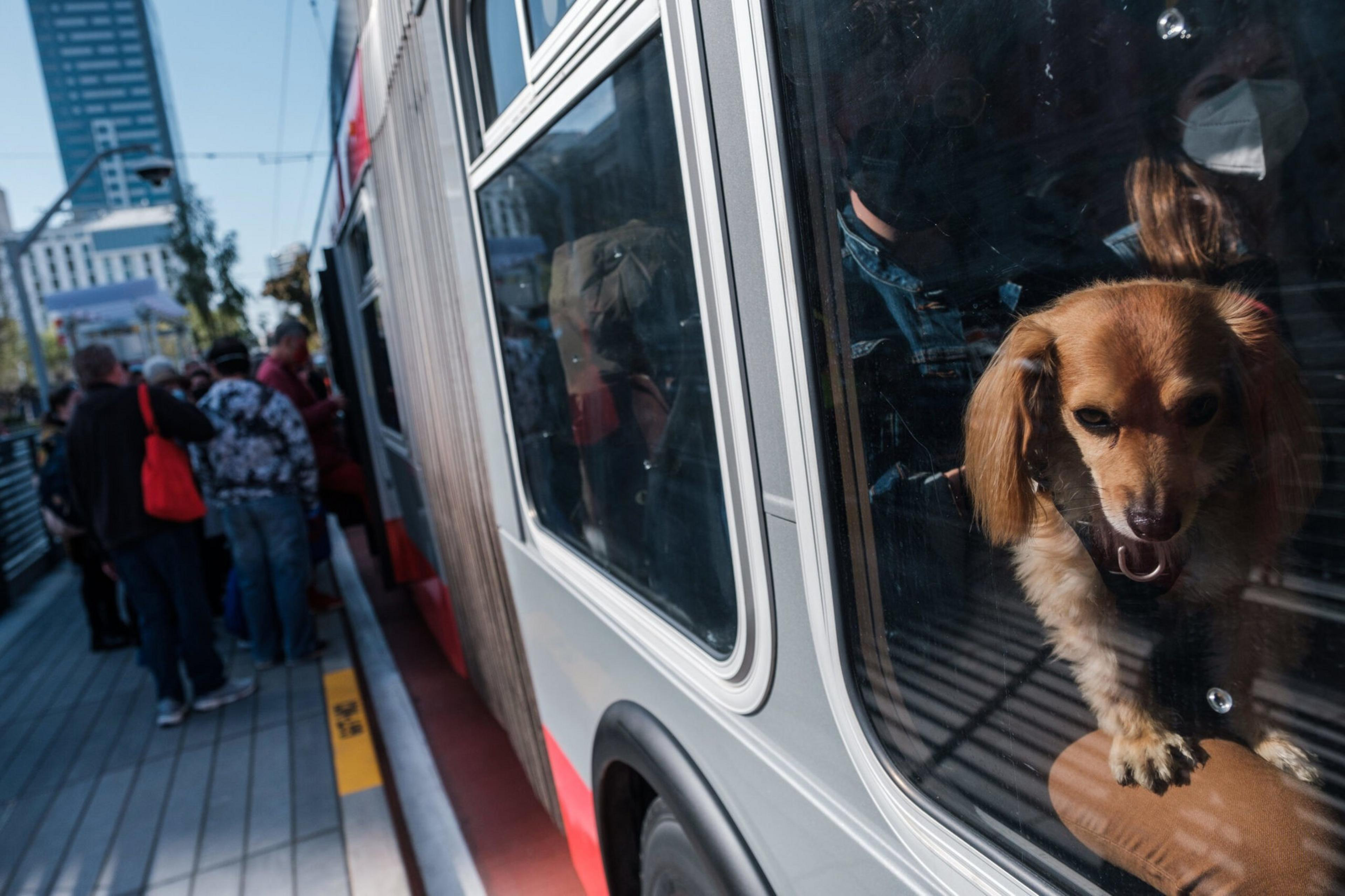 A small brown dog peers out a bus window while people stand in line to board the bus on a sunny day in an urban area.