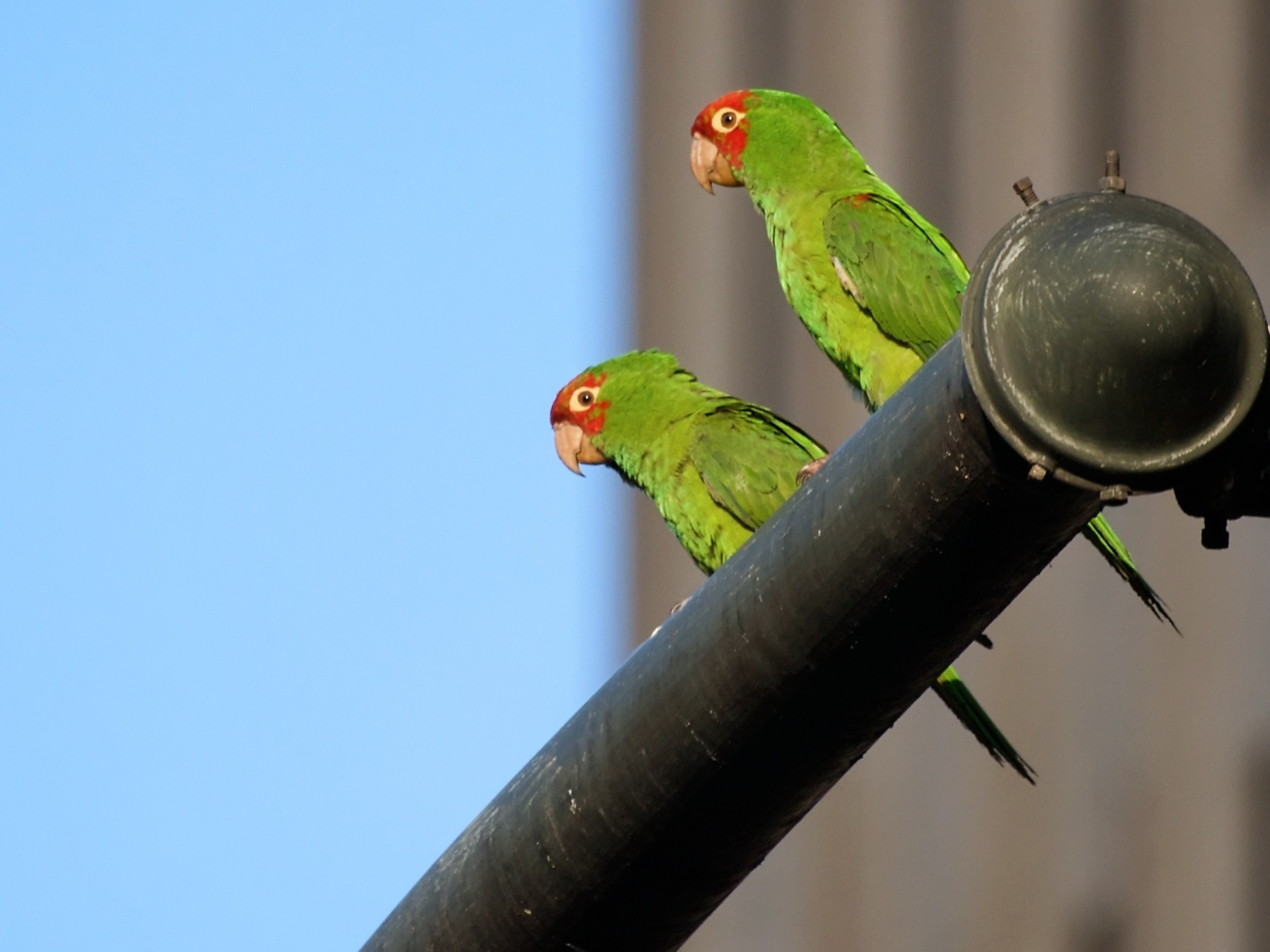 Two green parrots with red patches on their faces perch on a black metal pipe against a clear blue sky.