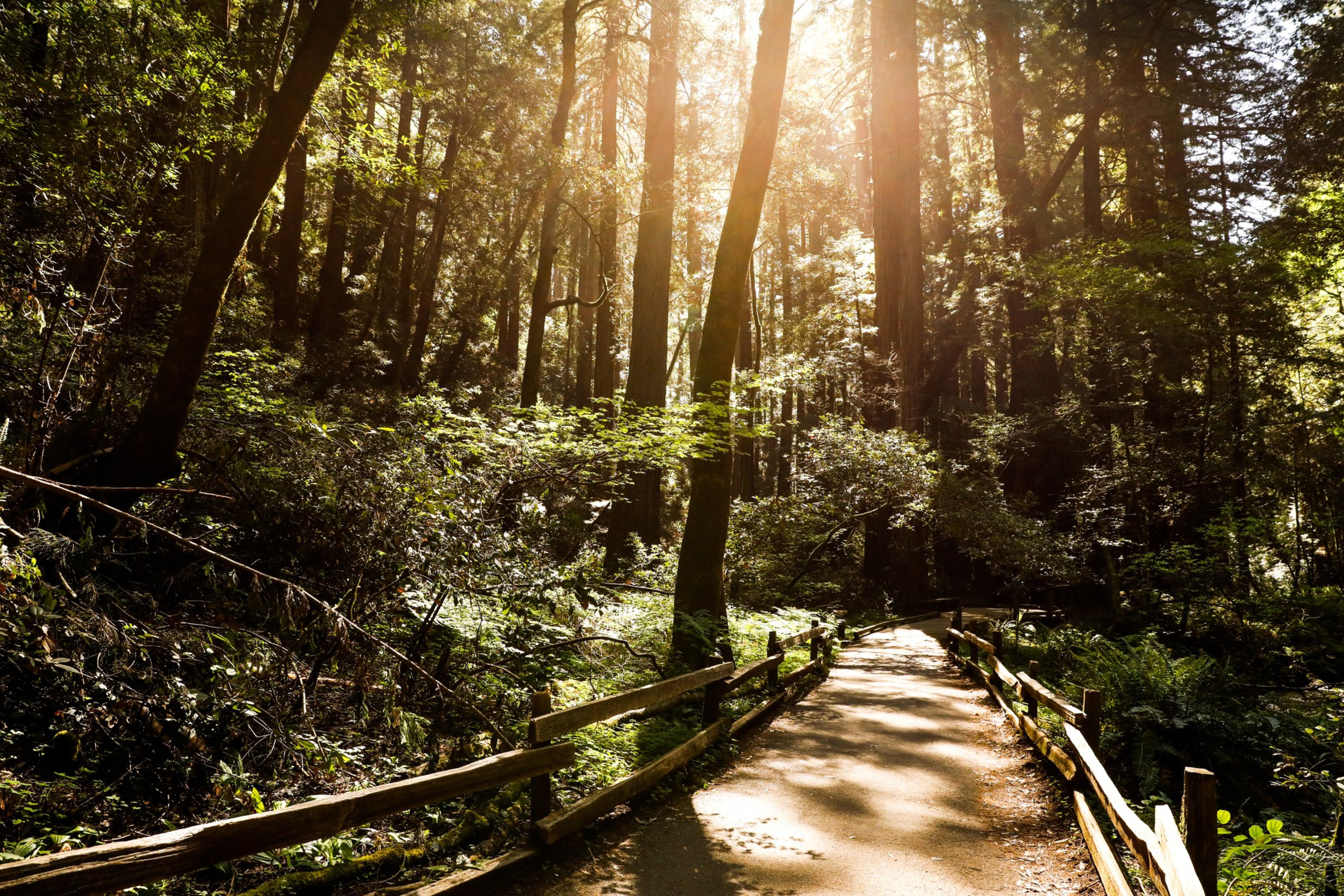 A sunlit forest path bordered by wooden railings winds through tall trees and dense greenery.