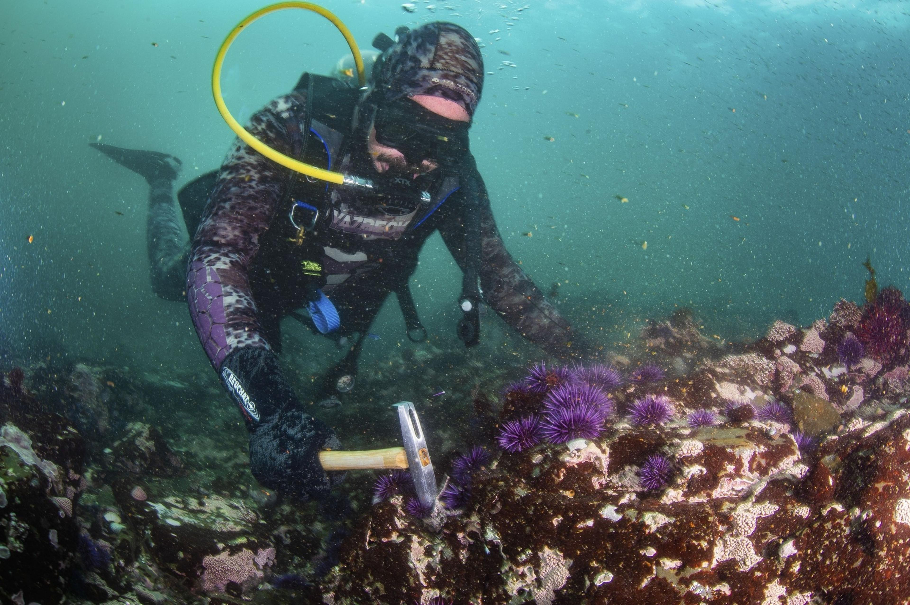 A person crushes sea urchins