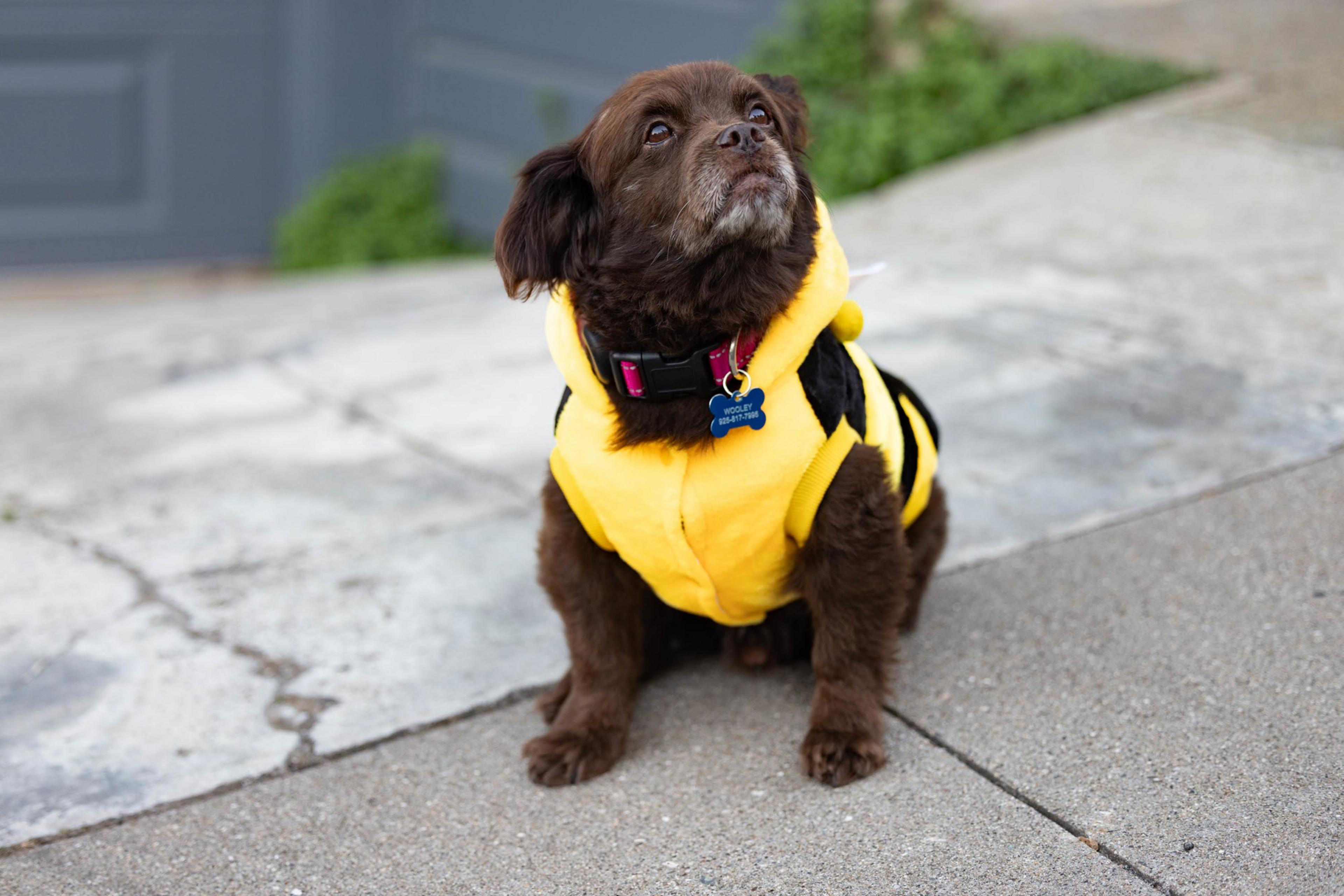A small brown dog wearing a yellow and black bee costume sits on a concrete sidewalk, looking upward with a curious expression.