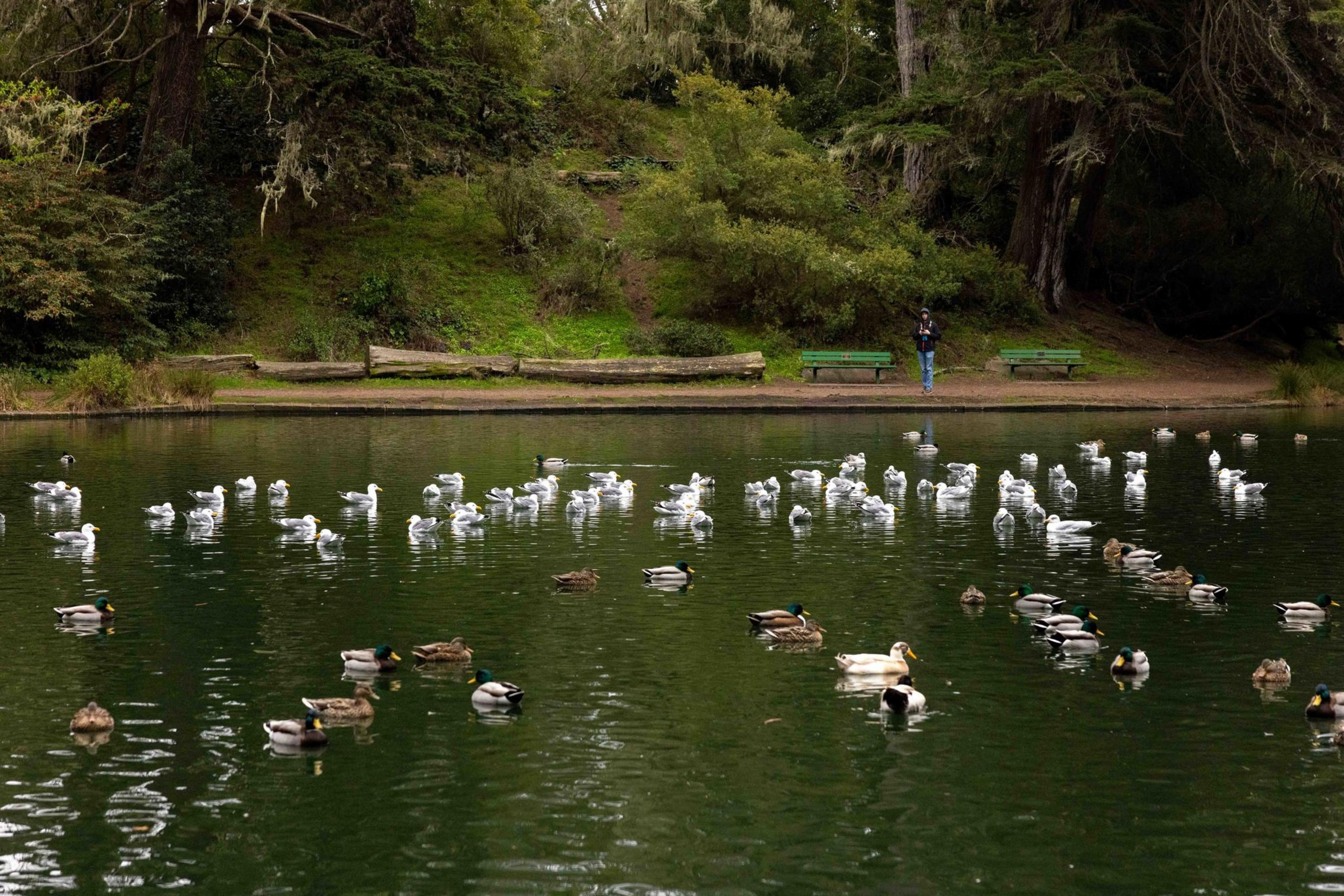 A serene pond scene with ducks and seagulls floating. The backdrop features lush greenery and a person standing near two green benches on the grassy shore.
