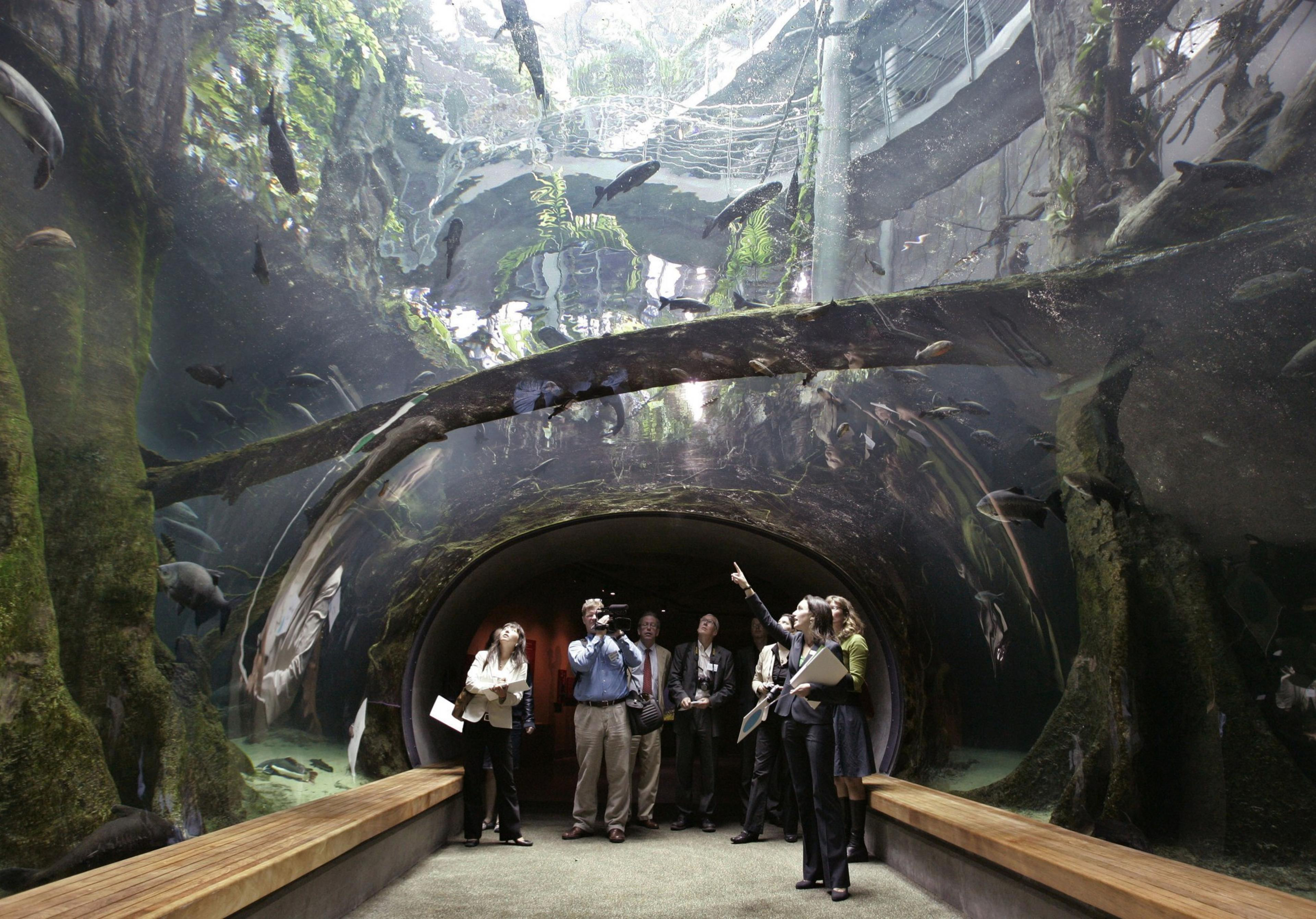 A group of people stand in an underwater tunnel, observing fish swimming overhead. The tunnel is surrounded by aquatic plants and clear water.