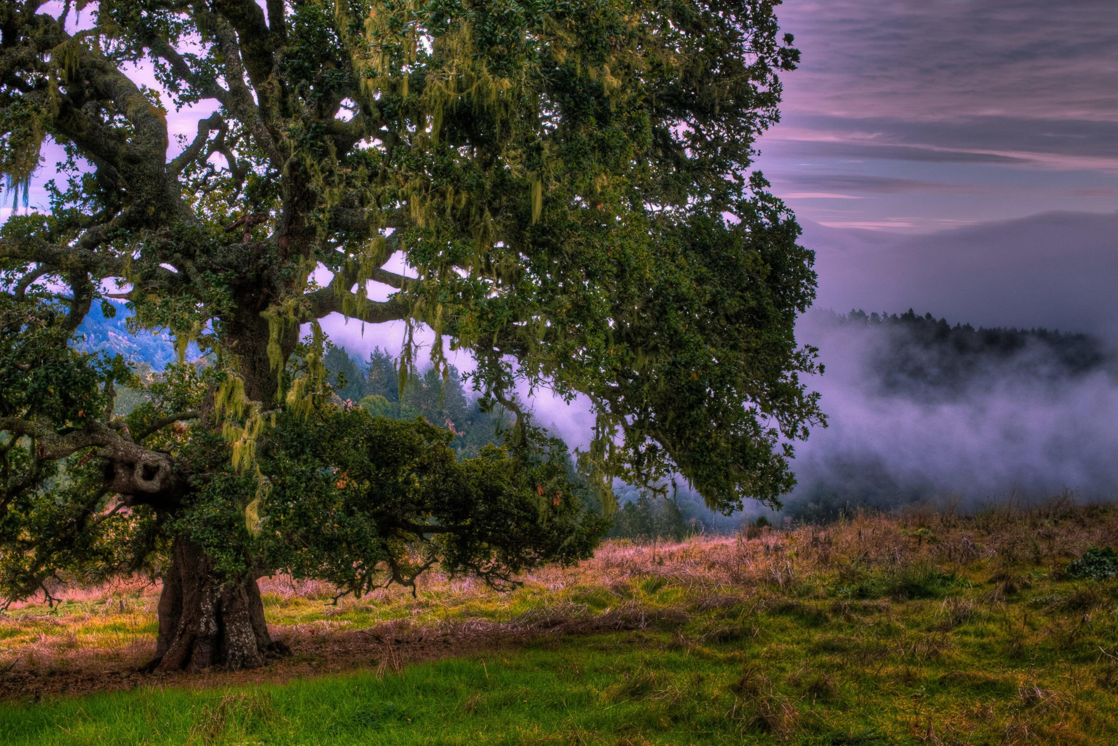 A large, lush tree stands on a grassy field with morning fog rolling over distant hills under a purple-tinged sky.
