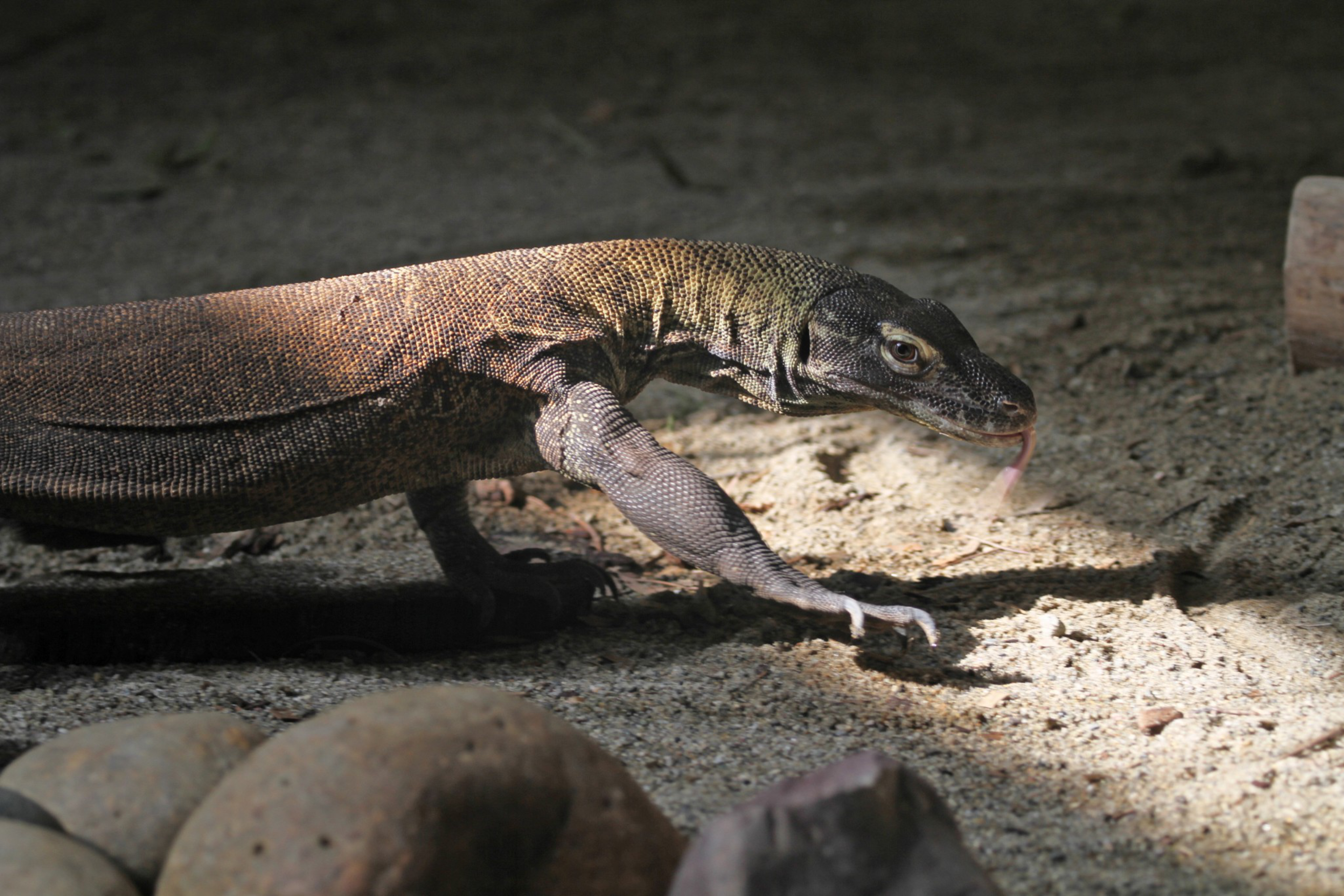 A large lizard with rough, dark scales is walking on sandy ground, sticking out its forked tongue, with scattered rocks in the foreground.