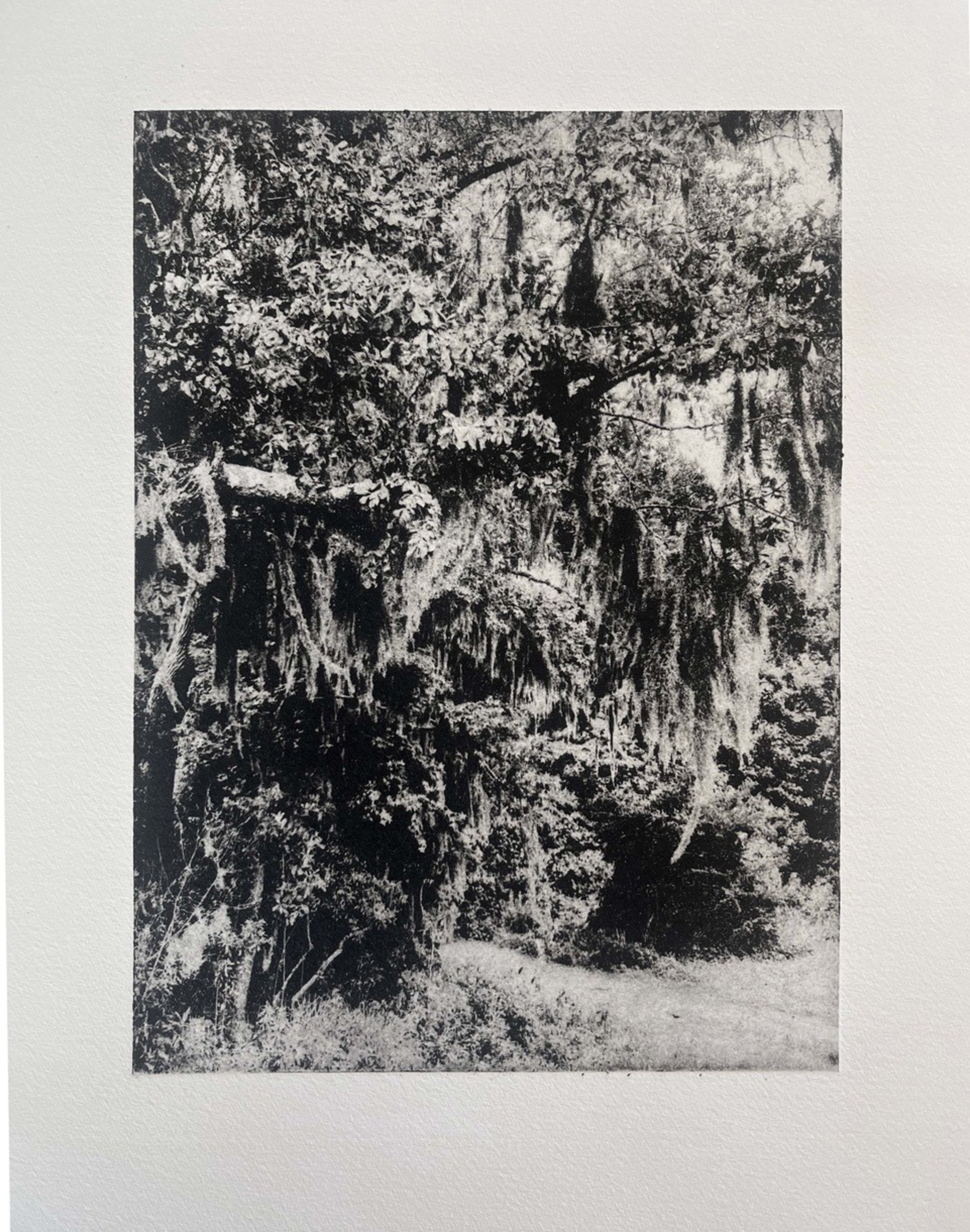 Dense trees with hanging moss cover most of the scene, with some light filtering through and a grassy path visible at the bottom right.