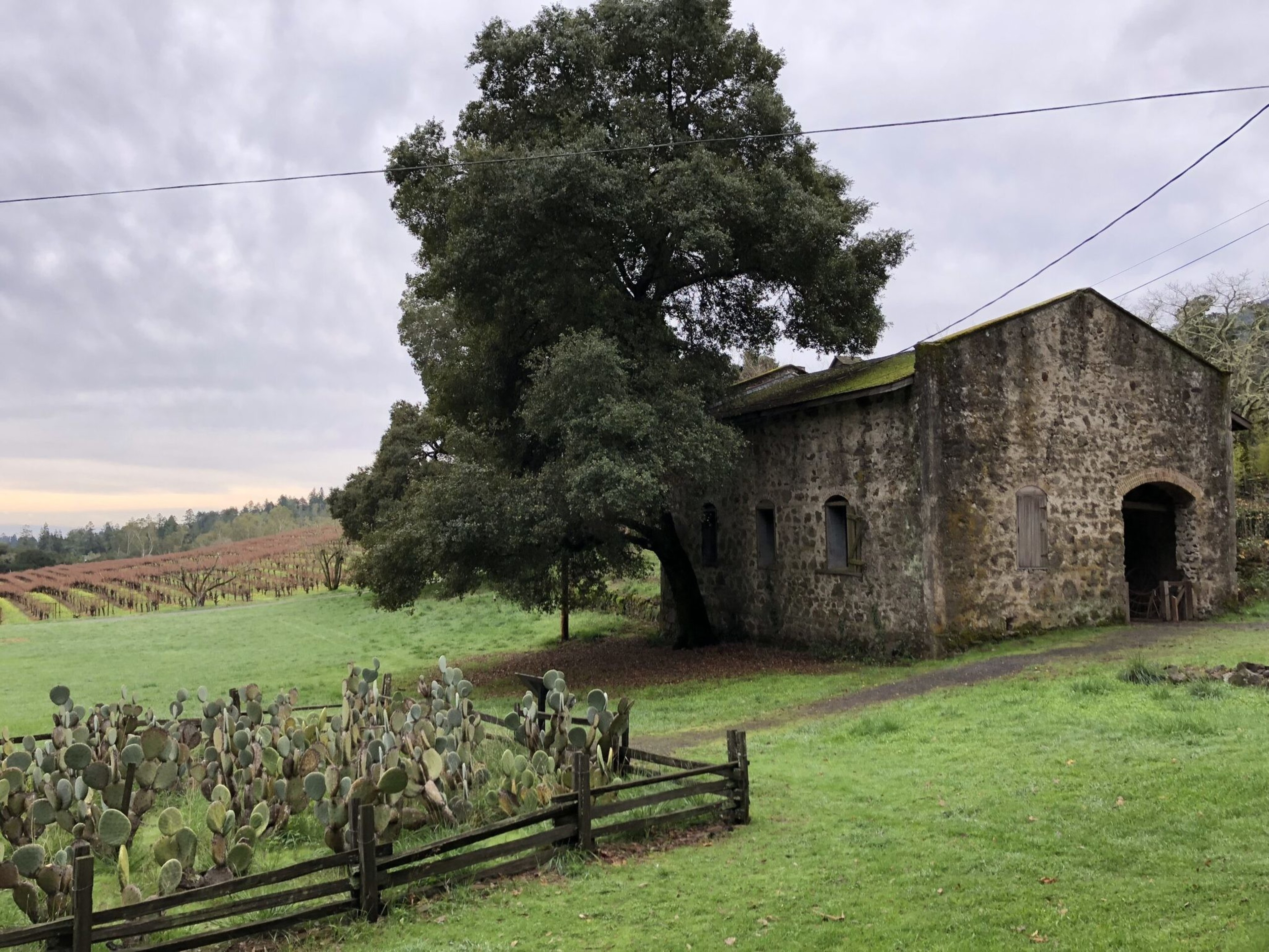 Hike among the vines and redwoods in Glen Ellen’s Jack London State Park.