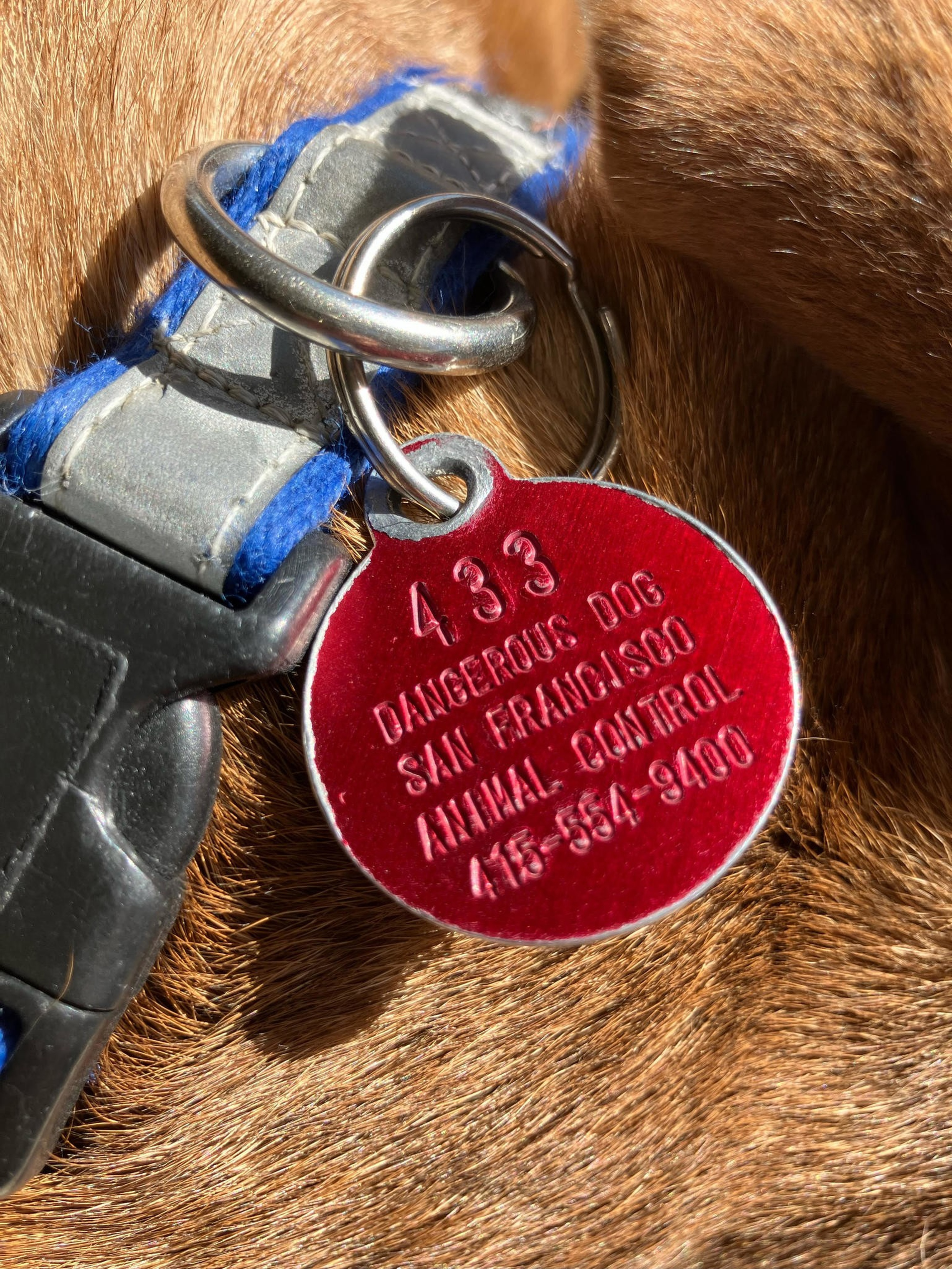 A red circular tag attached to a dog’s collar reads “433 Dangerous Dog San Francisco Animal Control 415-554-9400.”