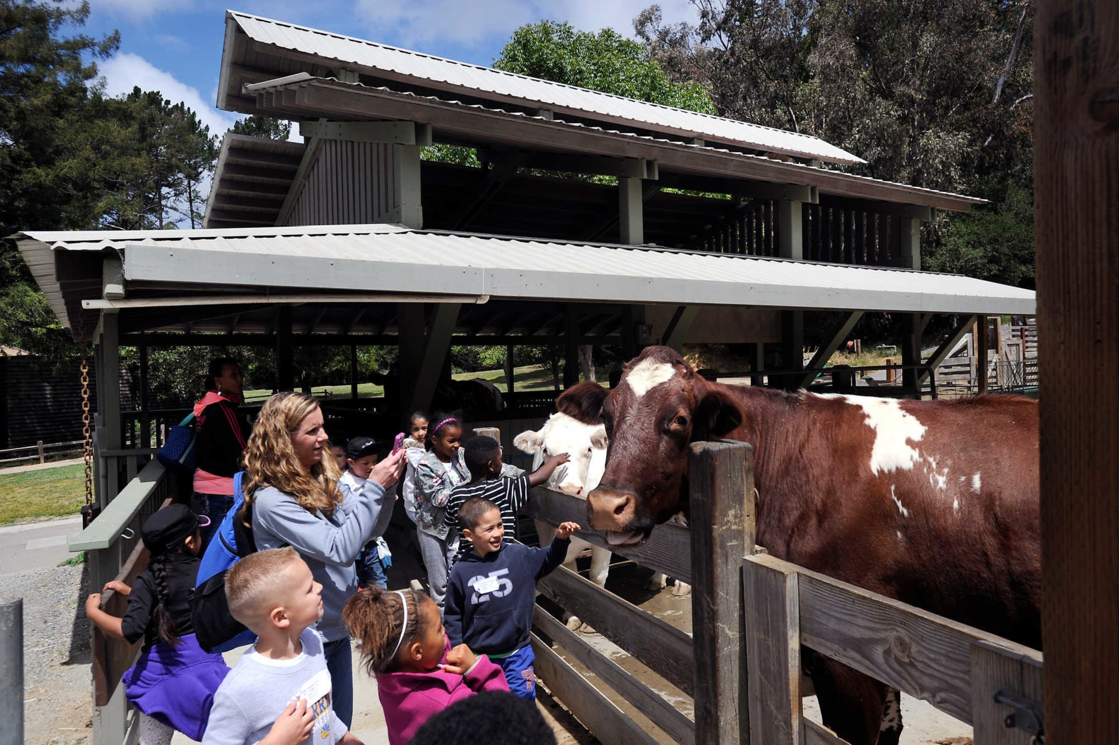 A group of kids with a woman petting cows behind a fence. 