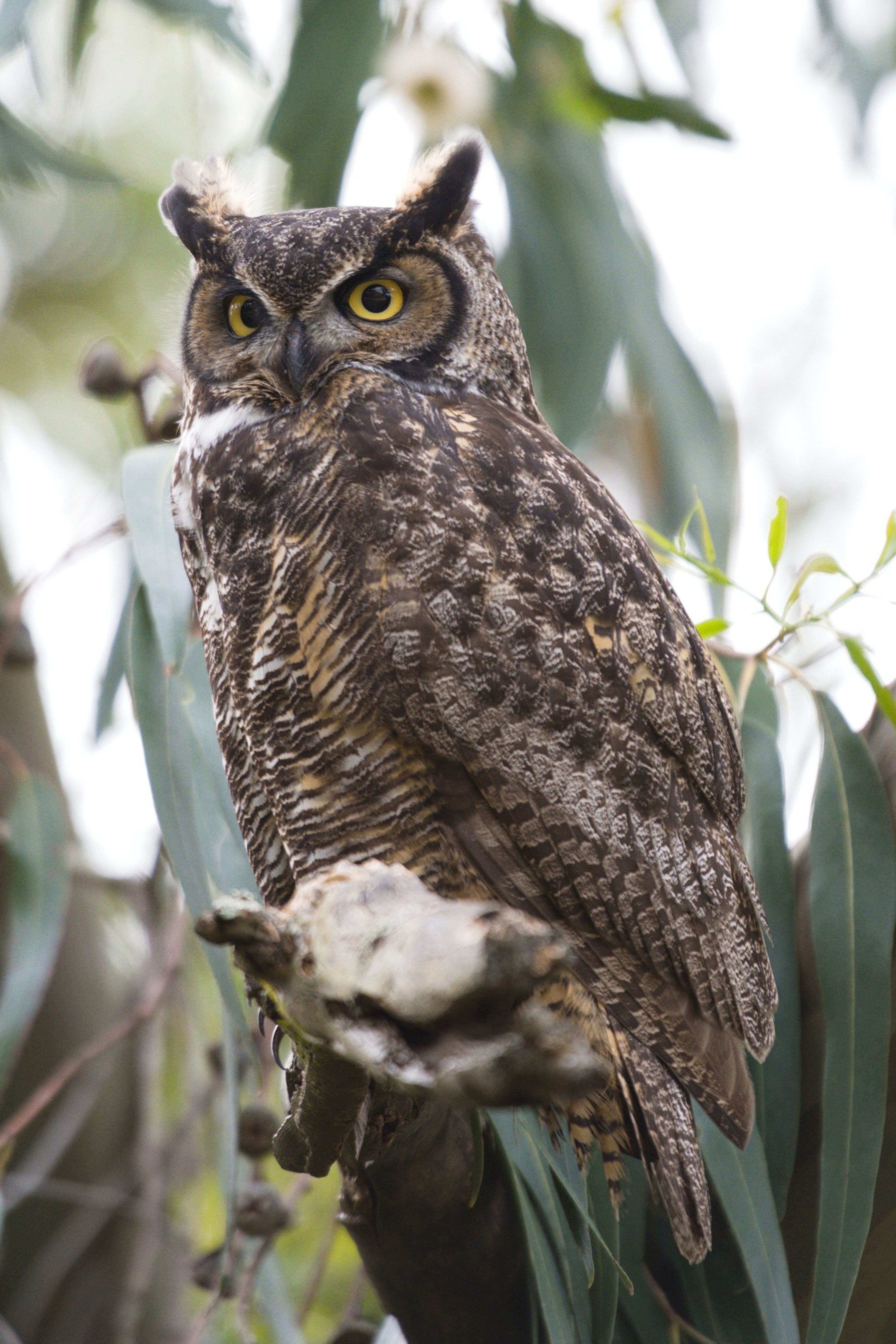 A great horned owl with striking yellow eyes and mottled brown feathers is perched on a tree branch, surrounded by blurred green foliage.